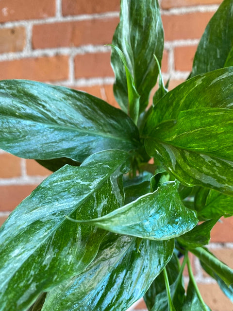 Plant Goals Plant Shop 4" Spathiphyllum Domino