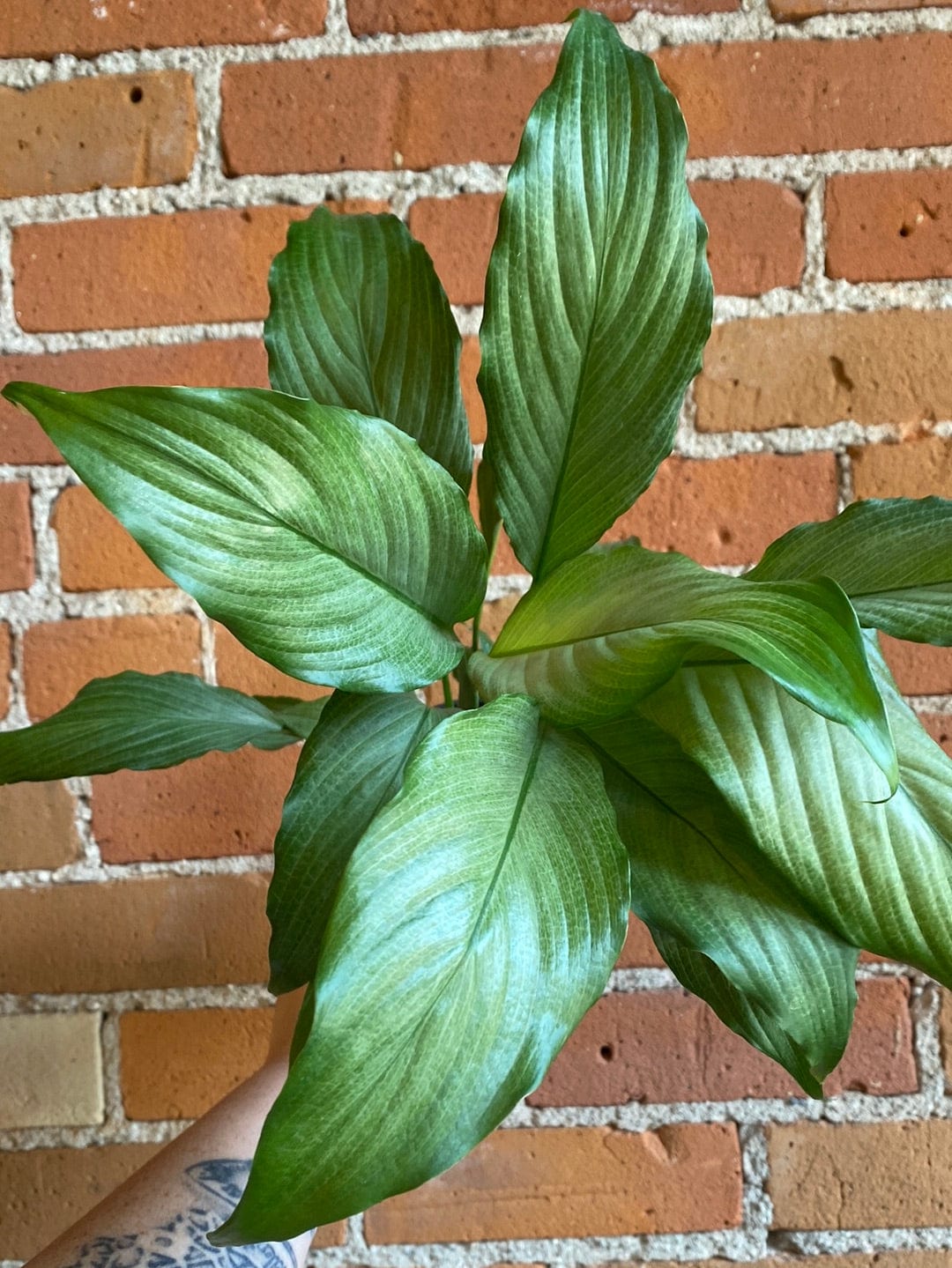 Plant Goals Plant Shop 4" Spathiphyllum Platinum Mist