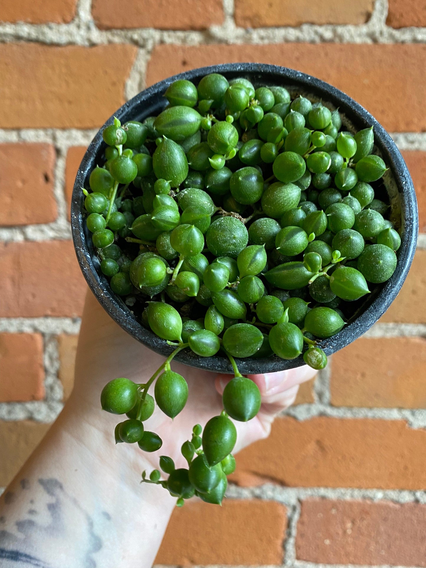 Plant Goals Plant Shop 4" String Of Pearls