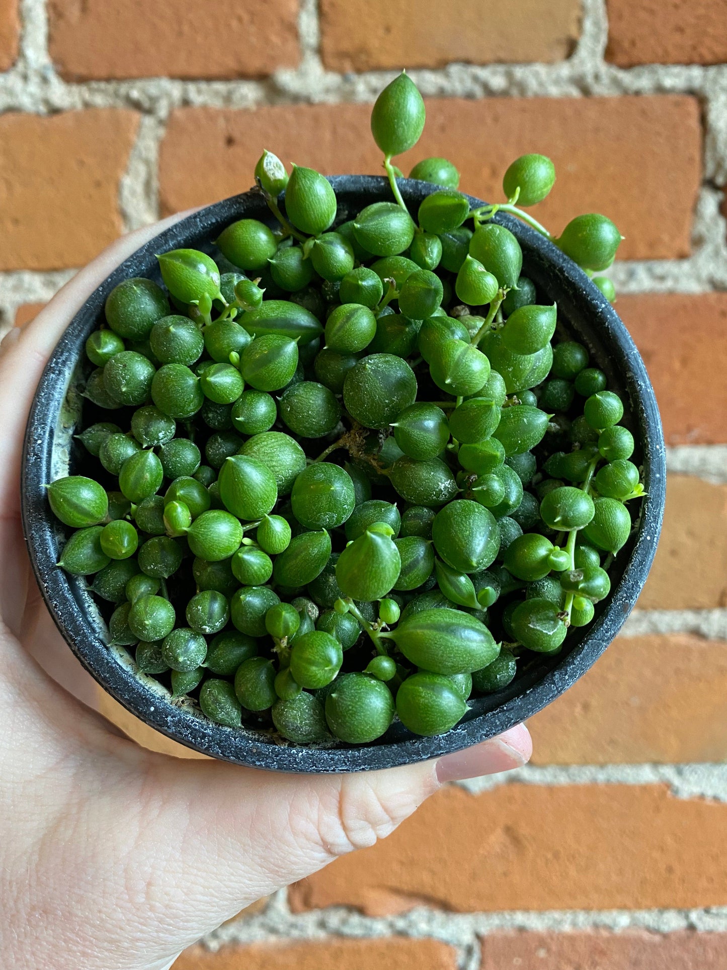 Plant Goals Plant Shop 4" String Of Pearls