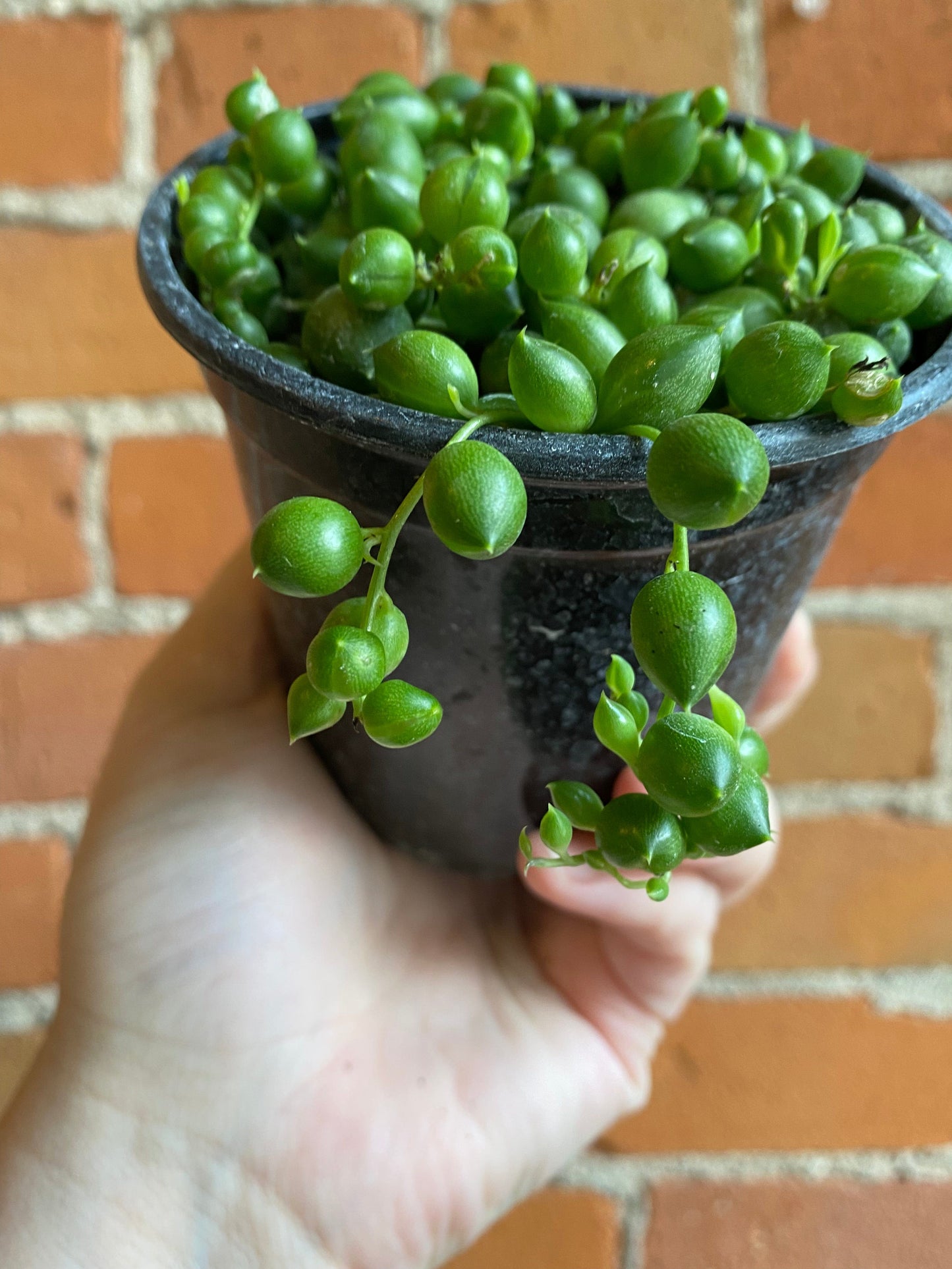 Plant Goals Plant Shop 4" String Of Pearls