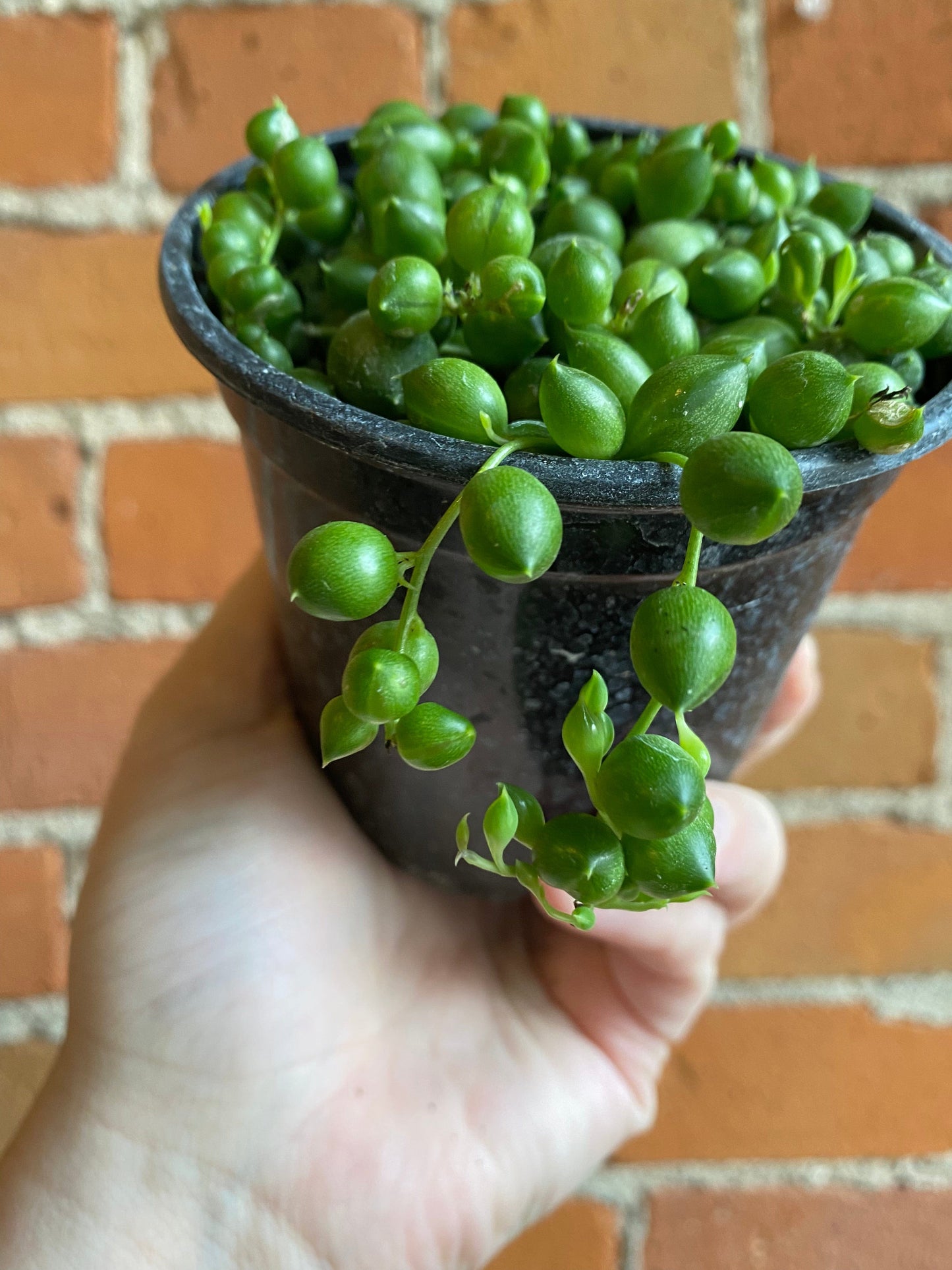 Plant Goals Plant Shop 4" String Of Pearls