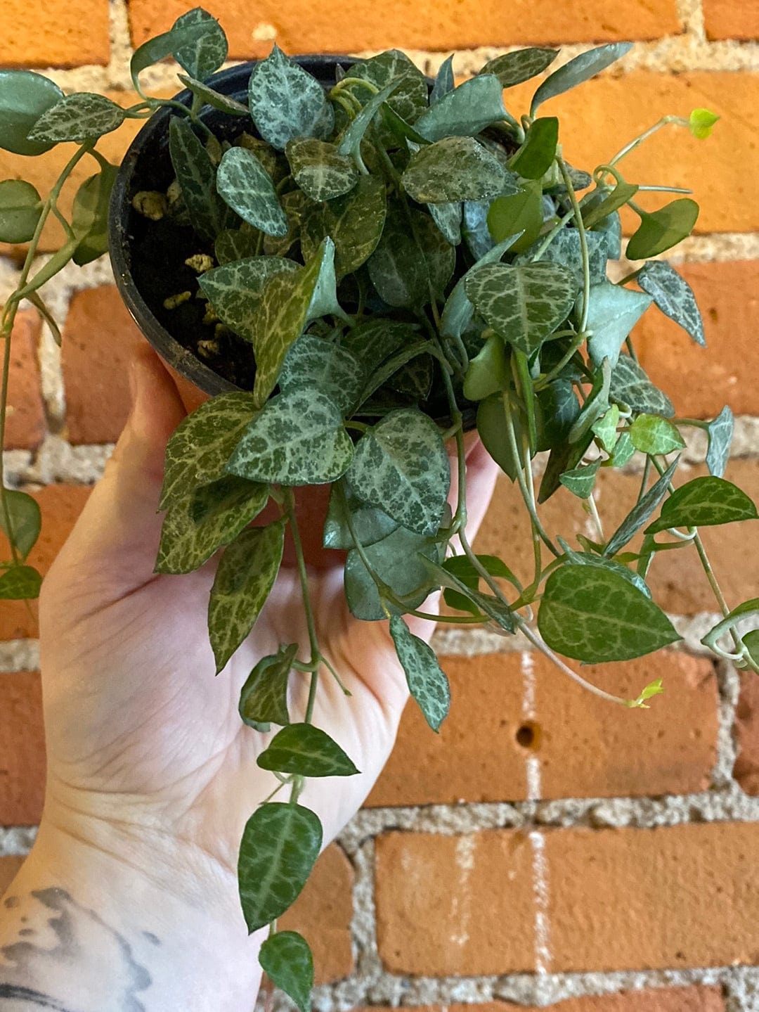 Plant Goals Plant Shop 4" String Of Spades | Ceropegia