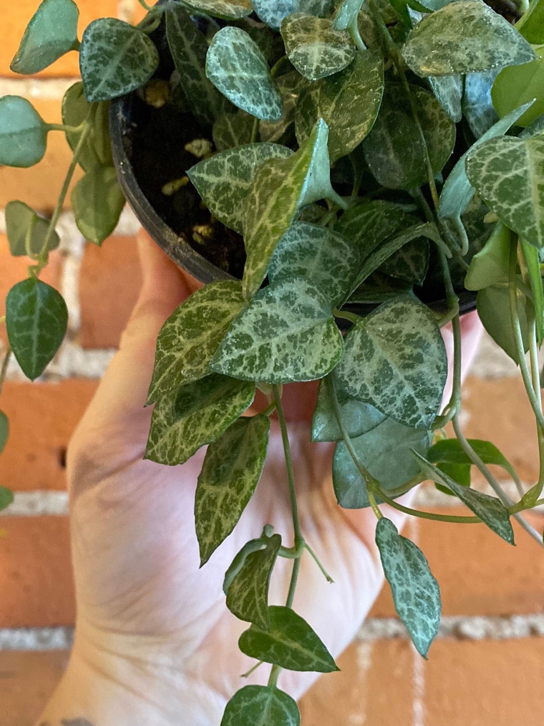Plant Goals Plant Shop 4" String Of Spades | Ceropegia