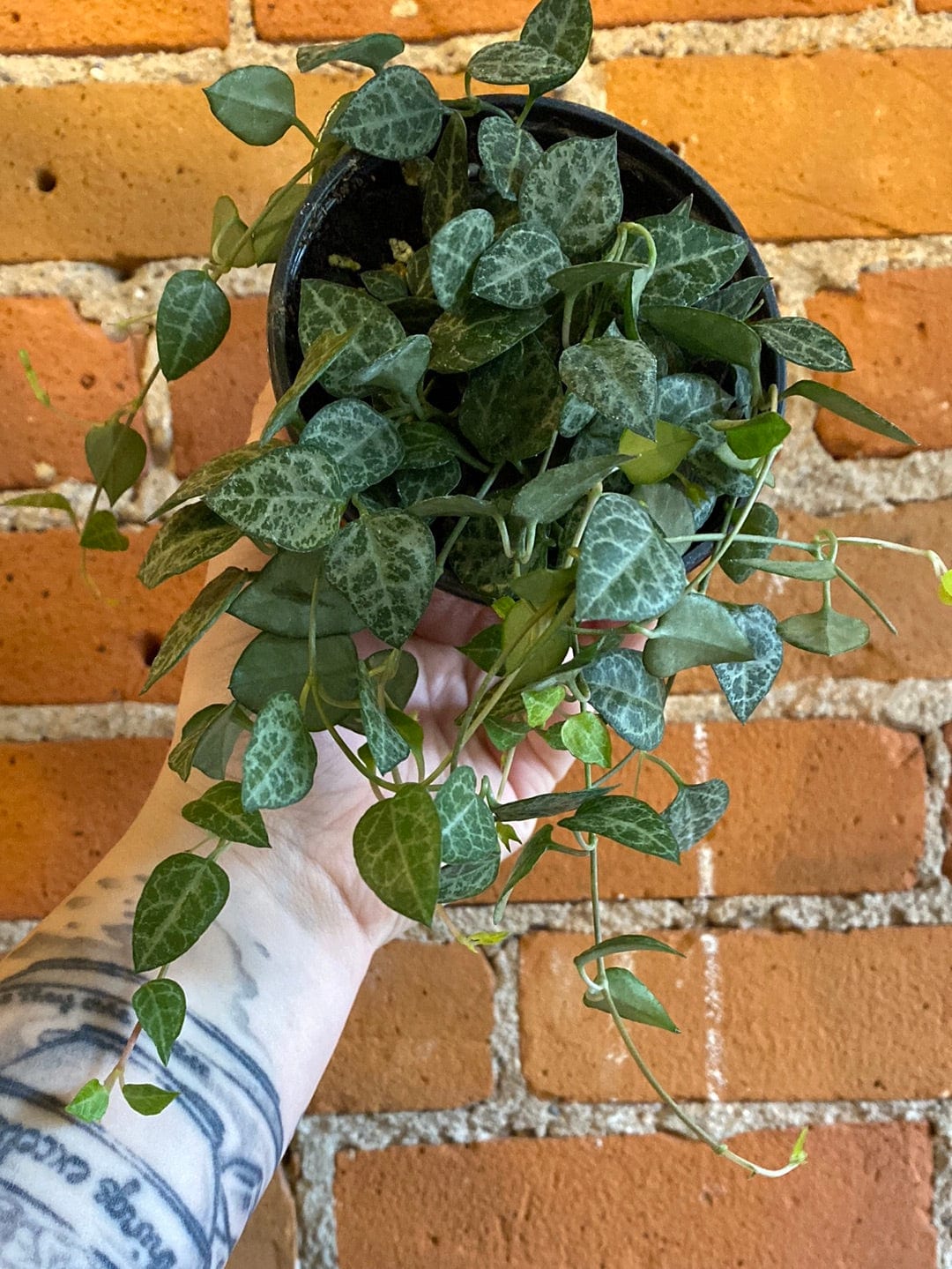 Plant Goals Plant Shop 4" String Of Spades | Ceropegia