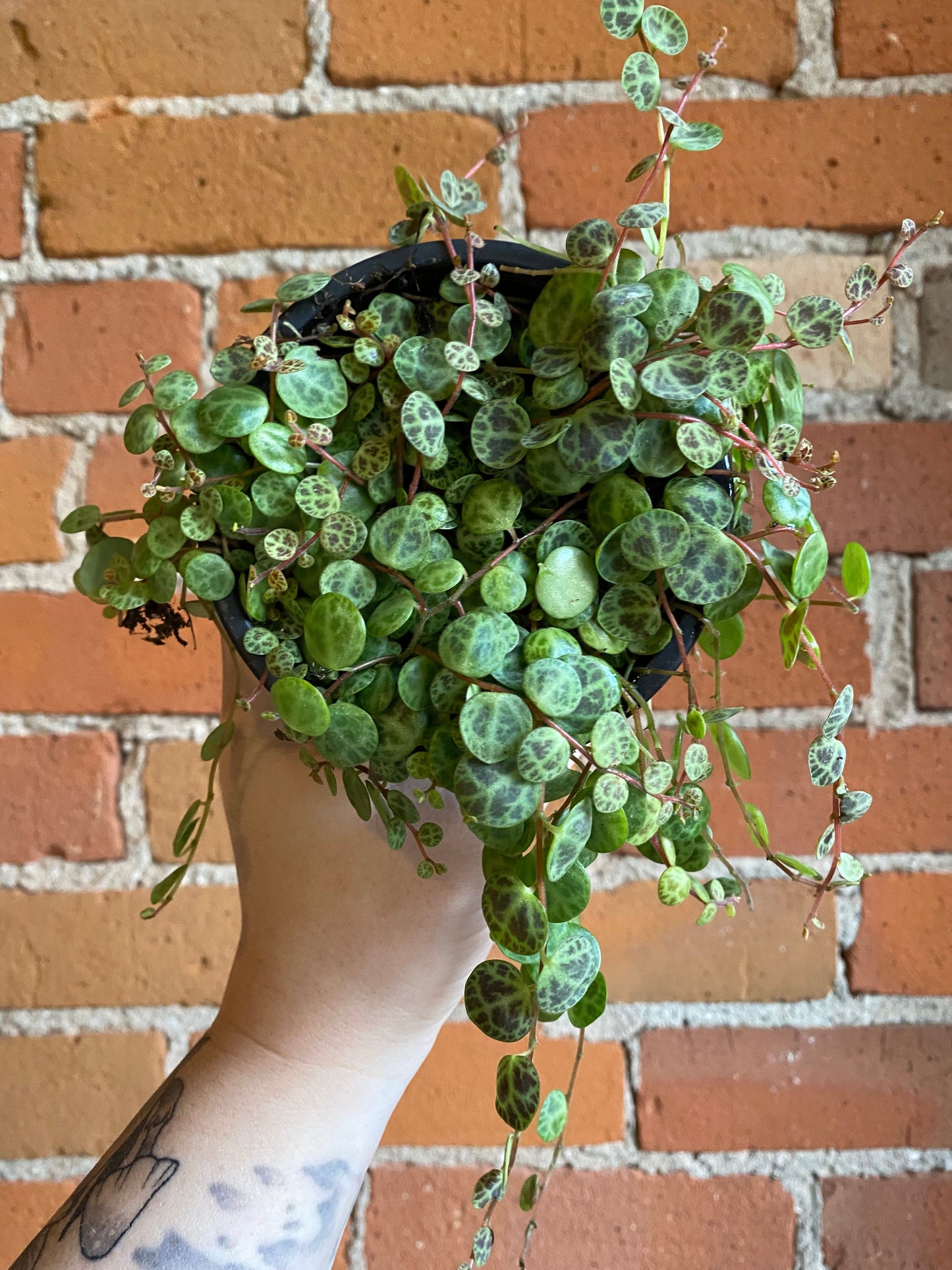 Plant Goals Plant Shop 4" String Of Turtles | Peperomia Prostrata