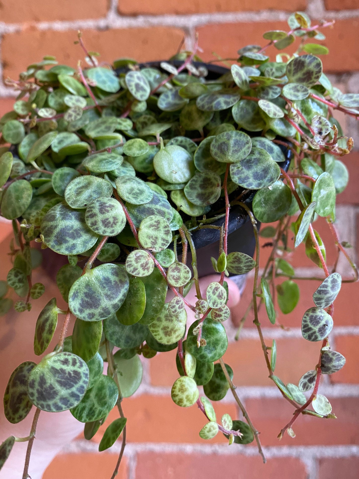 Plant Goals Plant Shop 4" String Of Turtles | Peperomia Prostrata