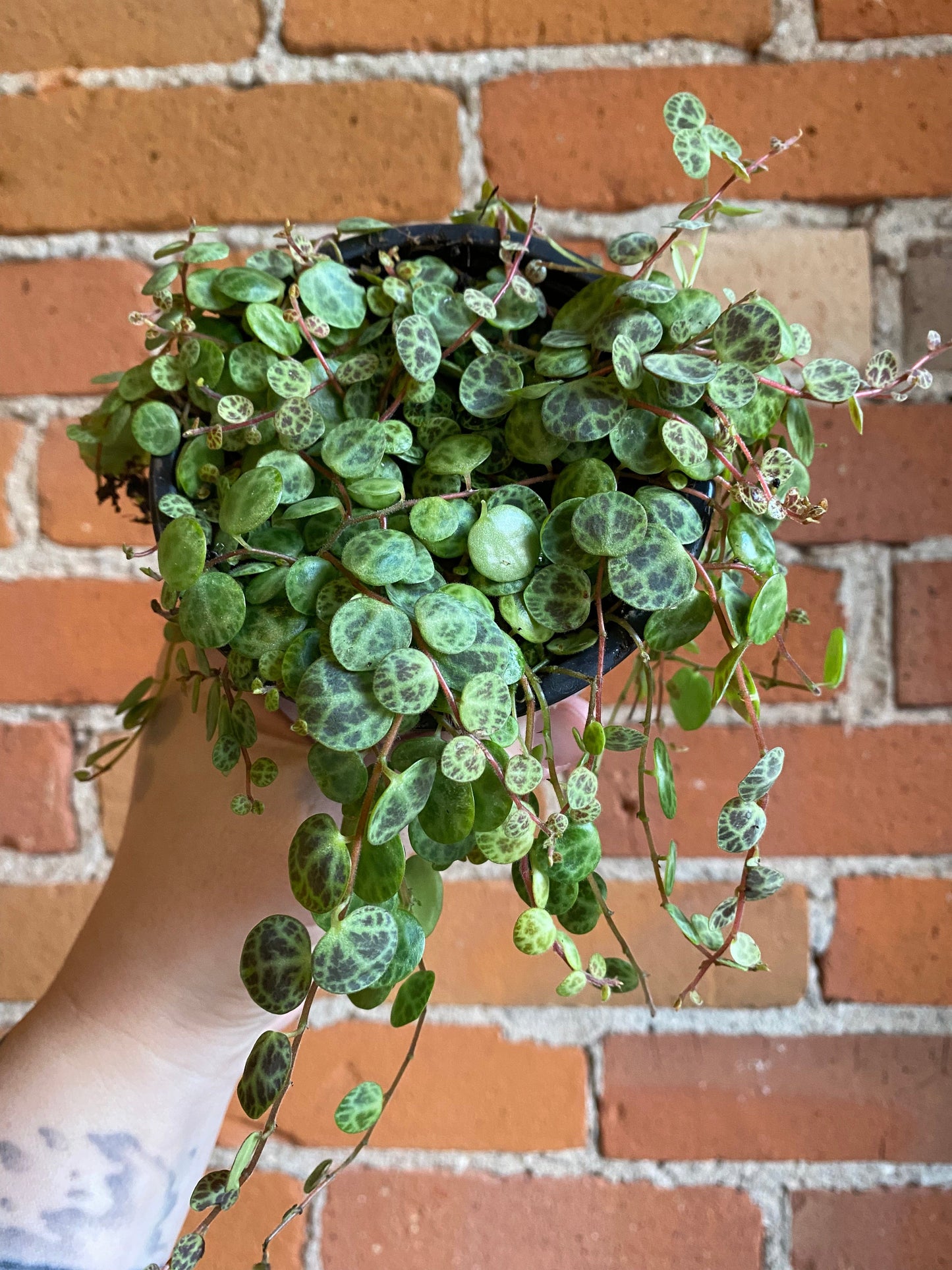 Plant Goals Plant Shop 4" String Of Turtles | Peperomia Prostrata
