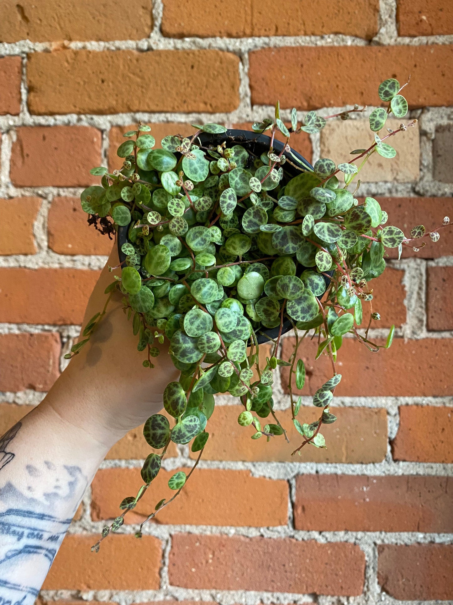 Plant Goals Plant Shop 4" String Of Turtles | Peperomia Prostrata