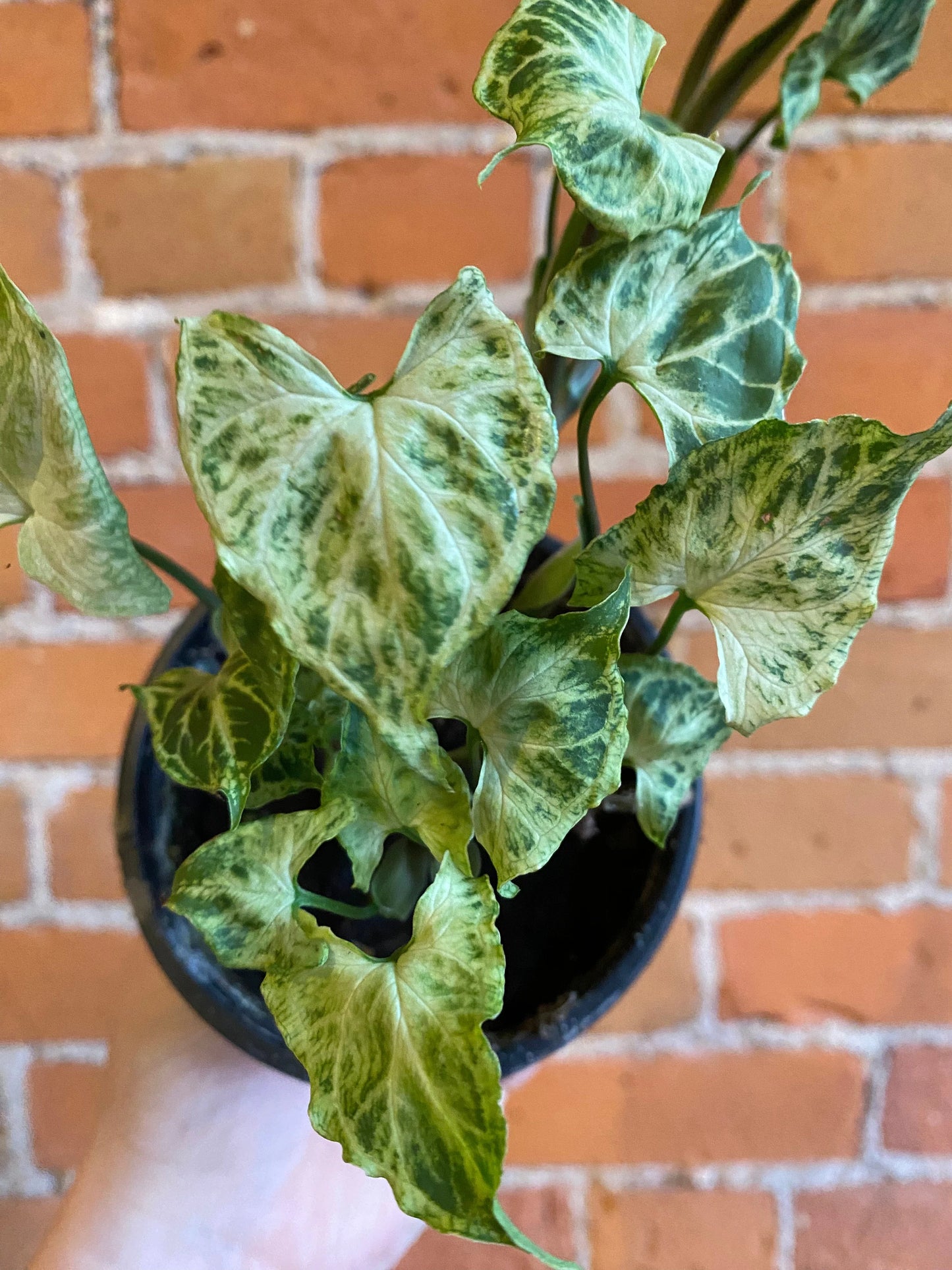 Plant Goals Plant Shop 4" Syngonium Batik