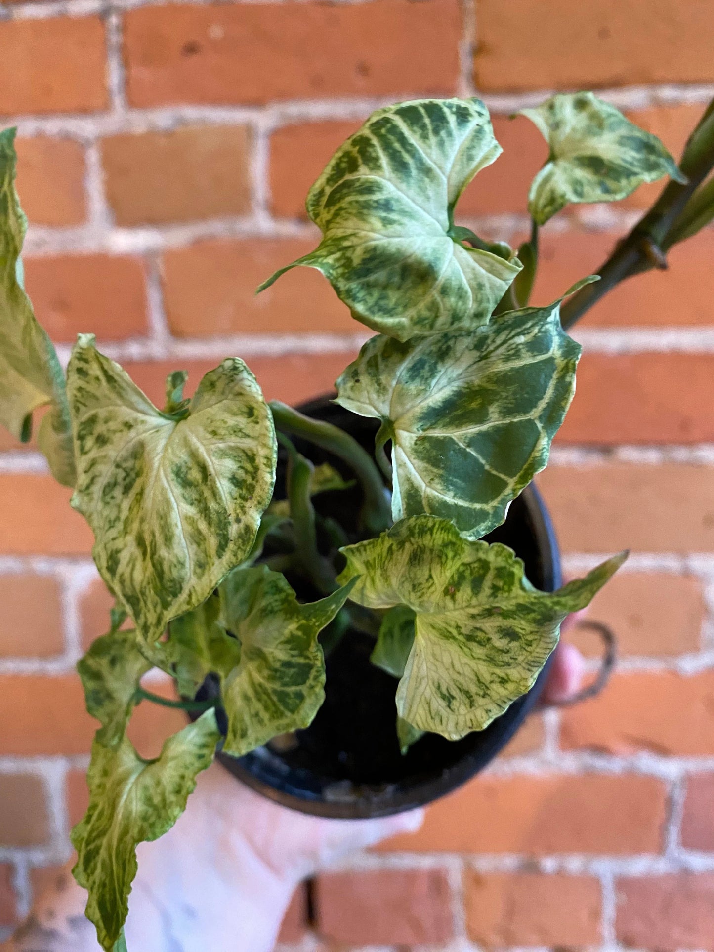 Plant Goals Plant Shop 4" Syngonium Batik