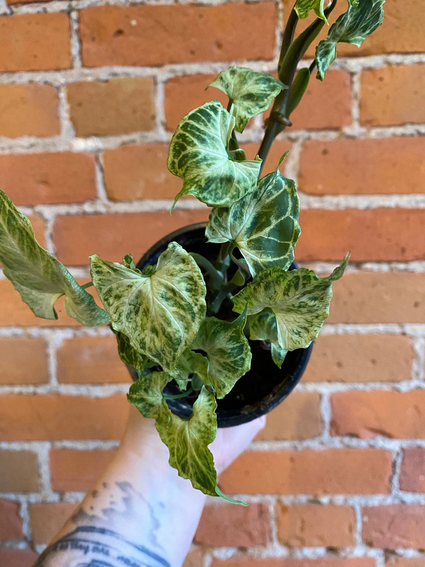 Plant Goals Plant Shop 4" Syngonium Batik