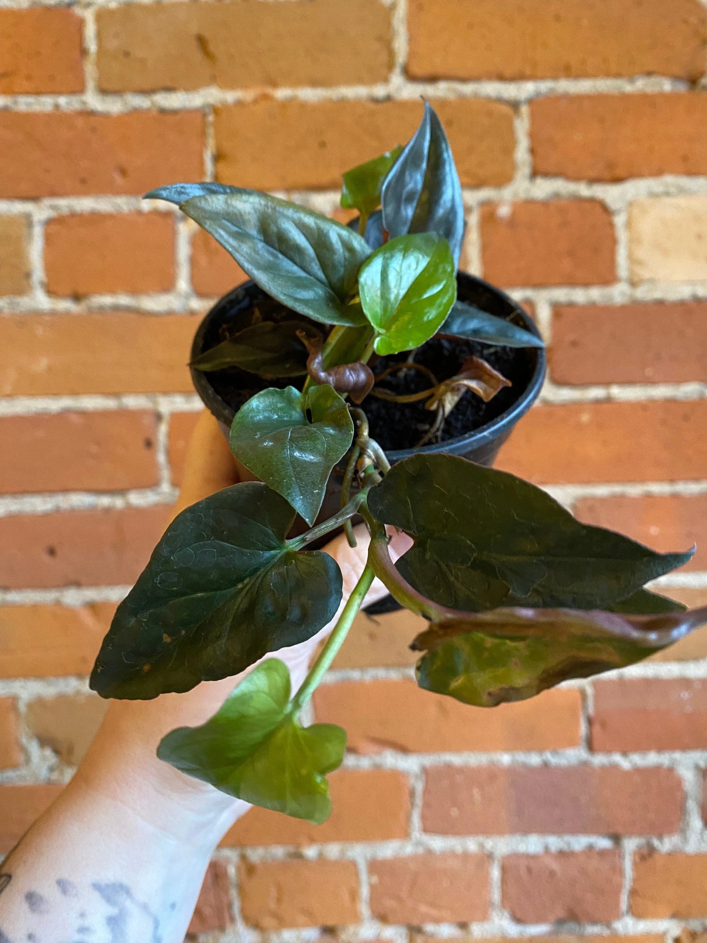 Plant Goals Plant Shop 4" Syngonium Red Arrow