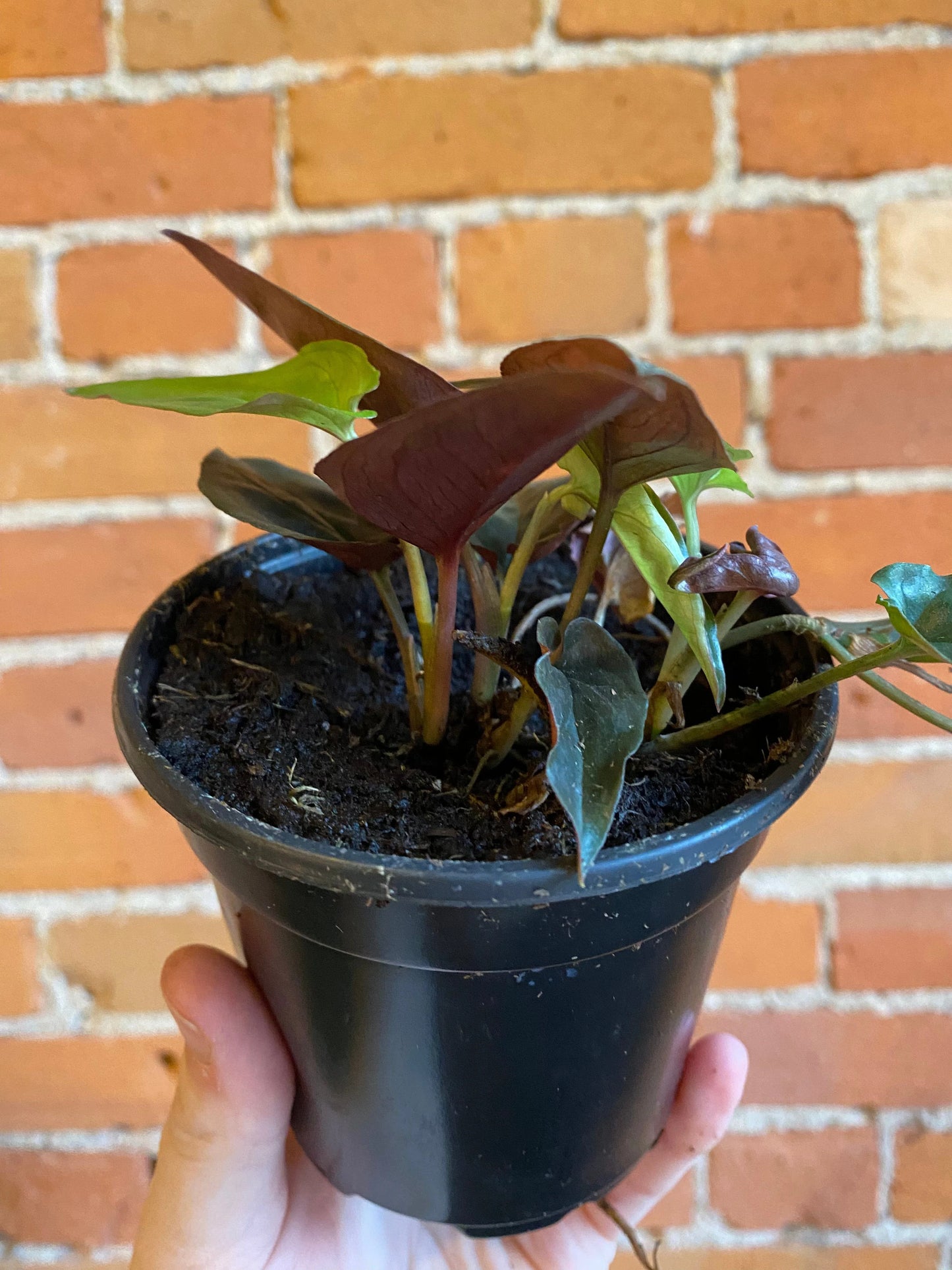 Plant Goals Plant Shop 4" Syngonium Red Arrow