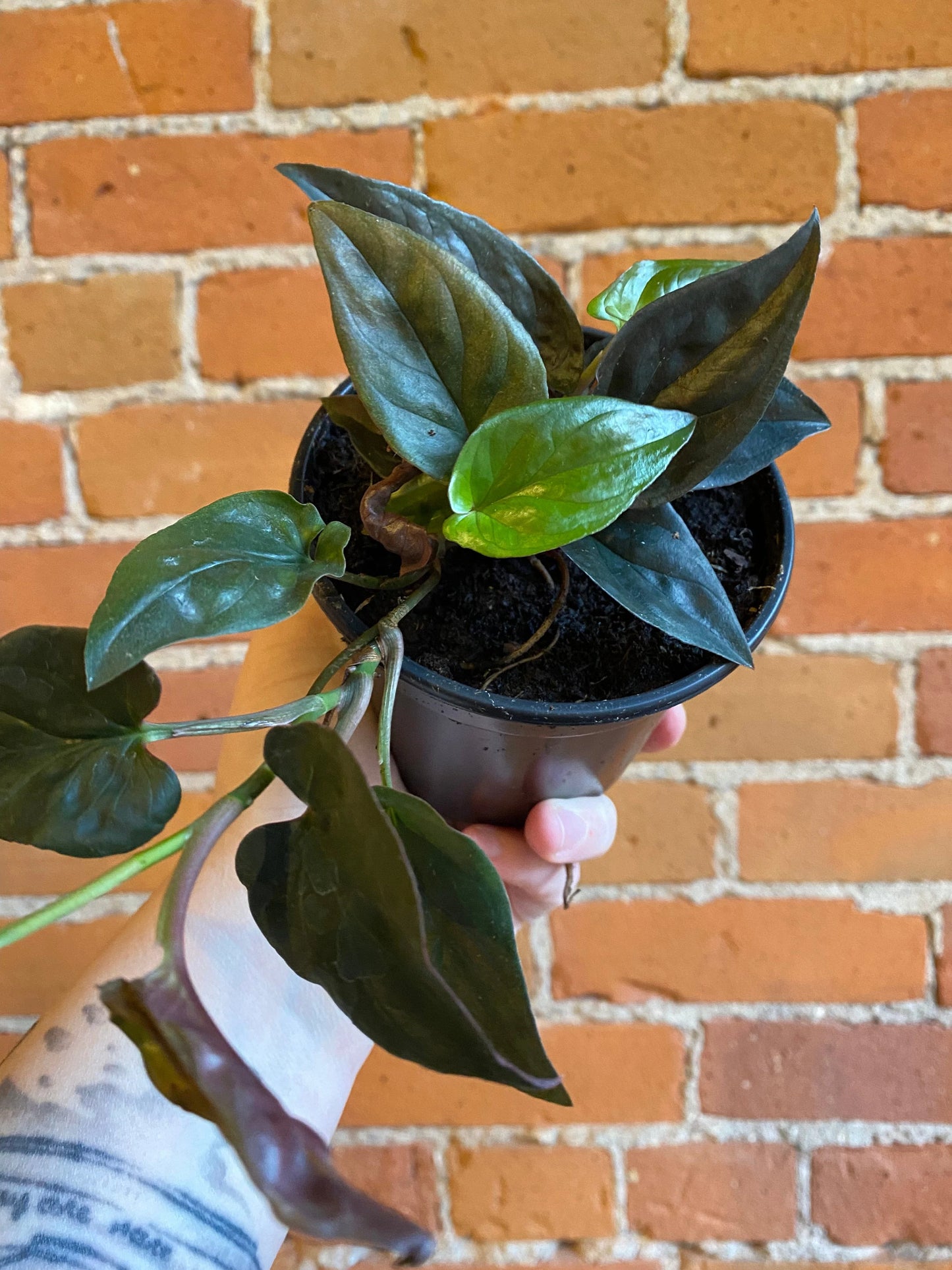 Plant Goals Plant Shop 4" Syngonium Red Arrow