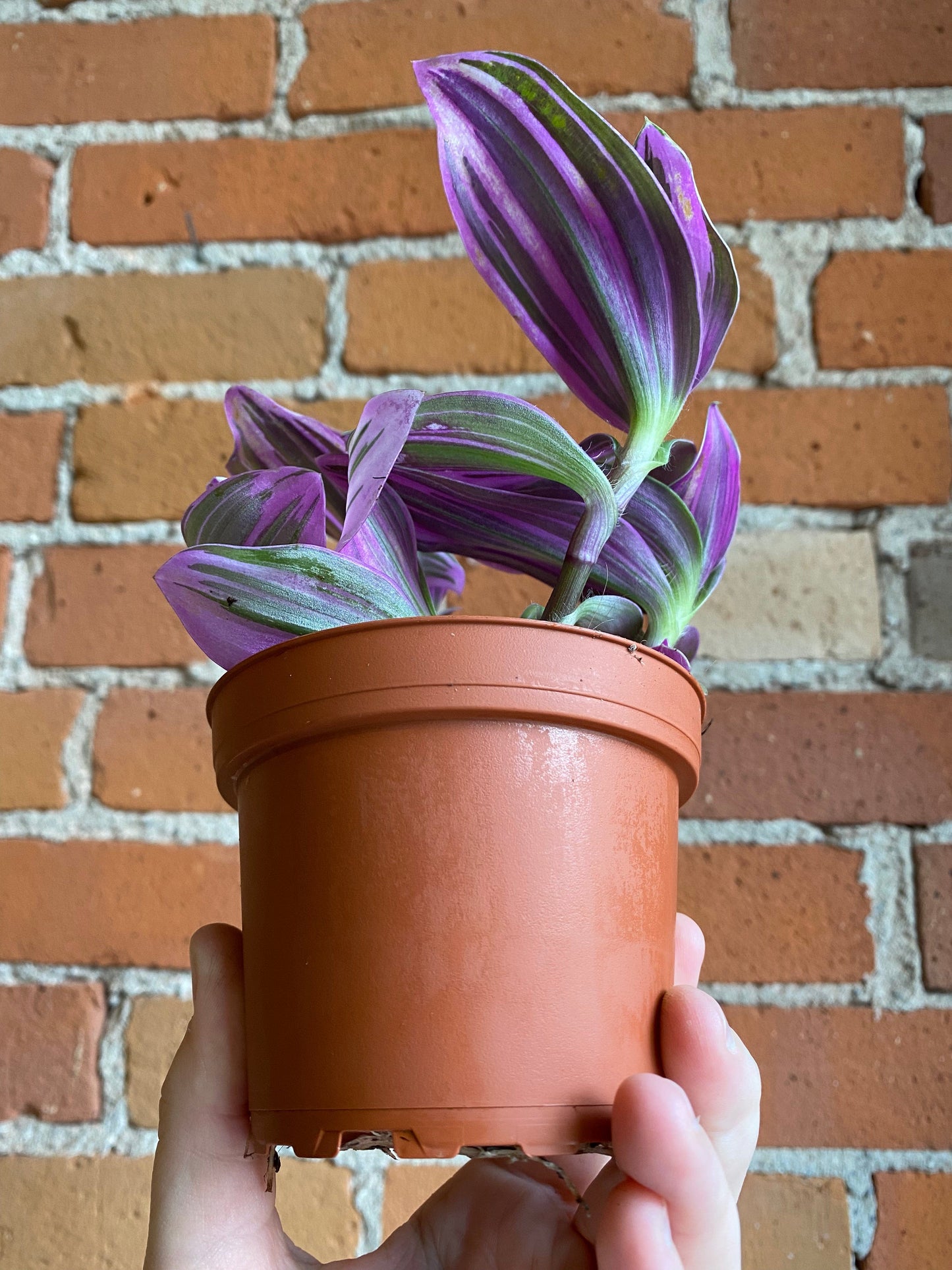 Plant Goals Plant Shop 4" Tradescantia Nanouk