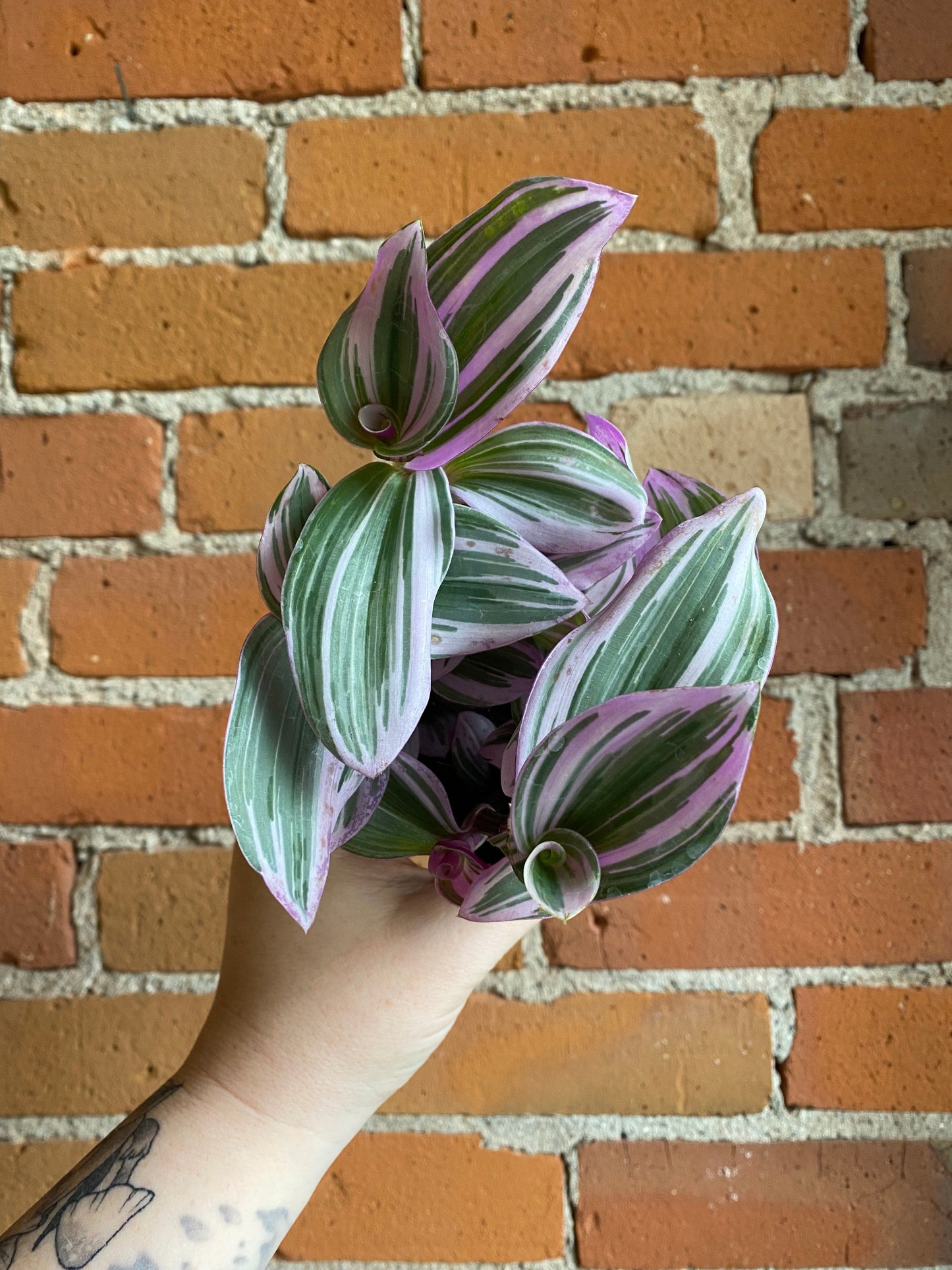 Plant Goals Plant Shop 4" Tradescantia Nanouk