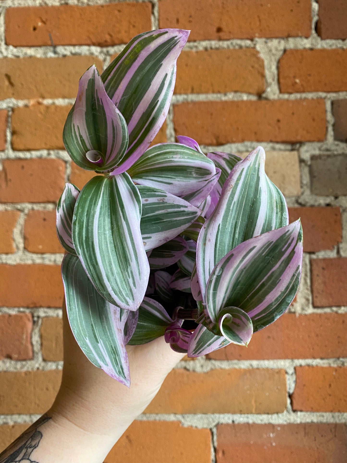 Plant Goals Plant Shop 4" Tradescantia Nanouk