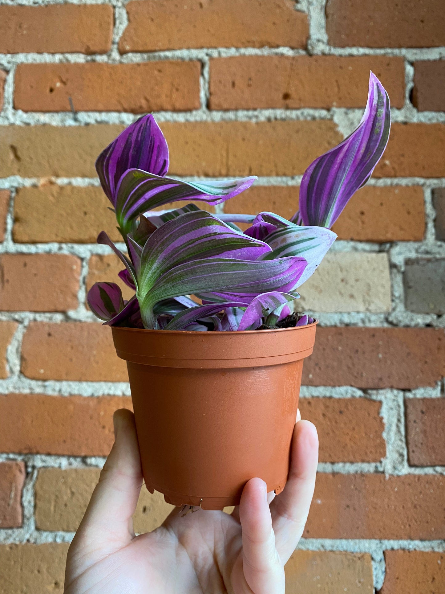 Plant Goals Plant Shop 4" Tradescantia Nanouk