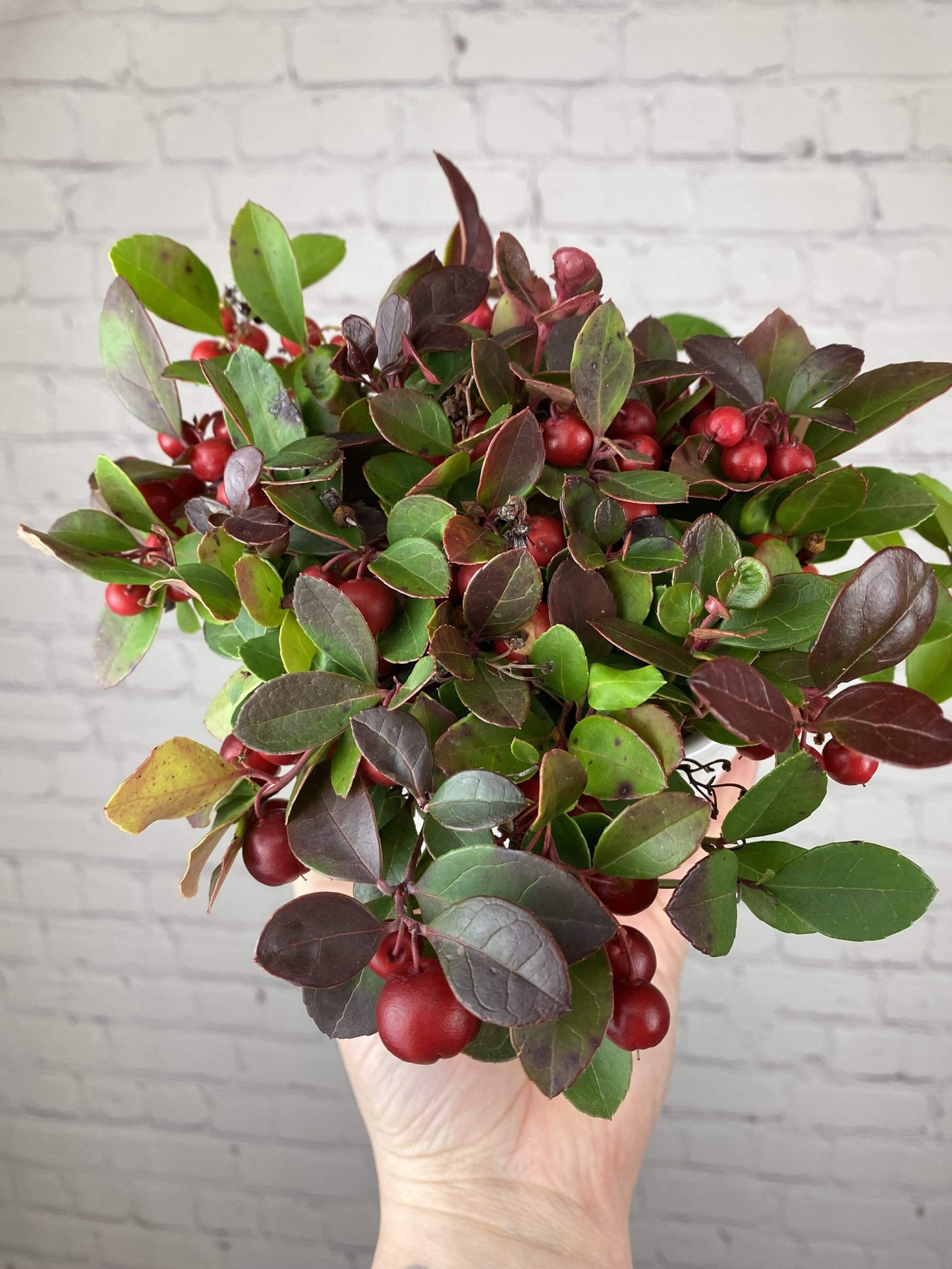 Plant Goals Plant Shop 4" Winterberry| Gaultheria