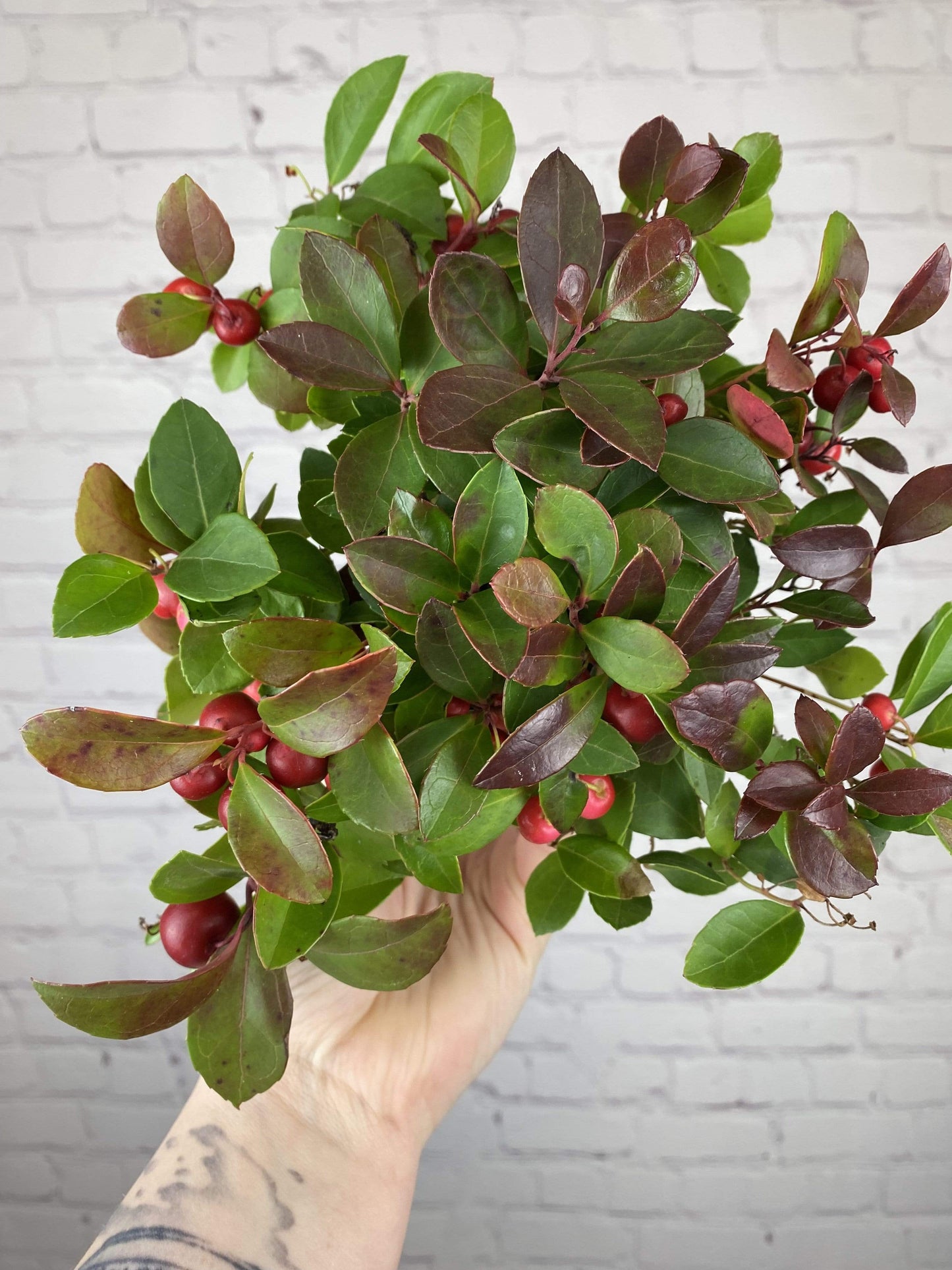 Plant Goals Plant Shop 4" Winterberry| Gaultheria