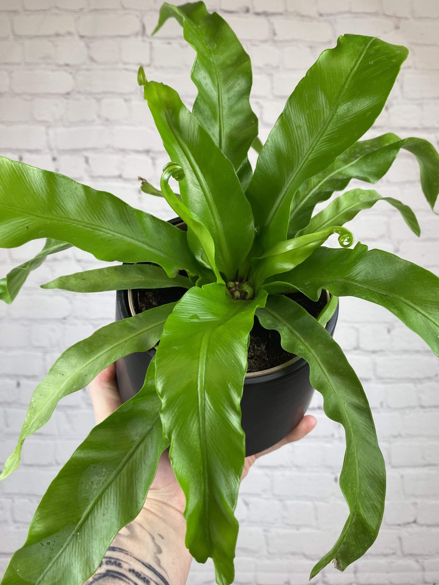 Plant Goals Plant Shop 5" Asplenium Nidus | Bird's Nest Fern