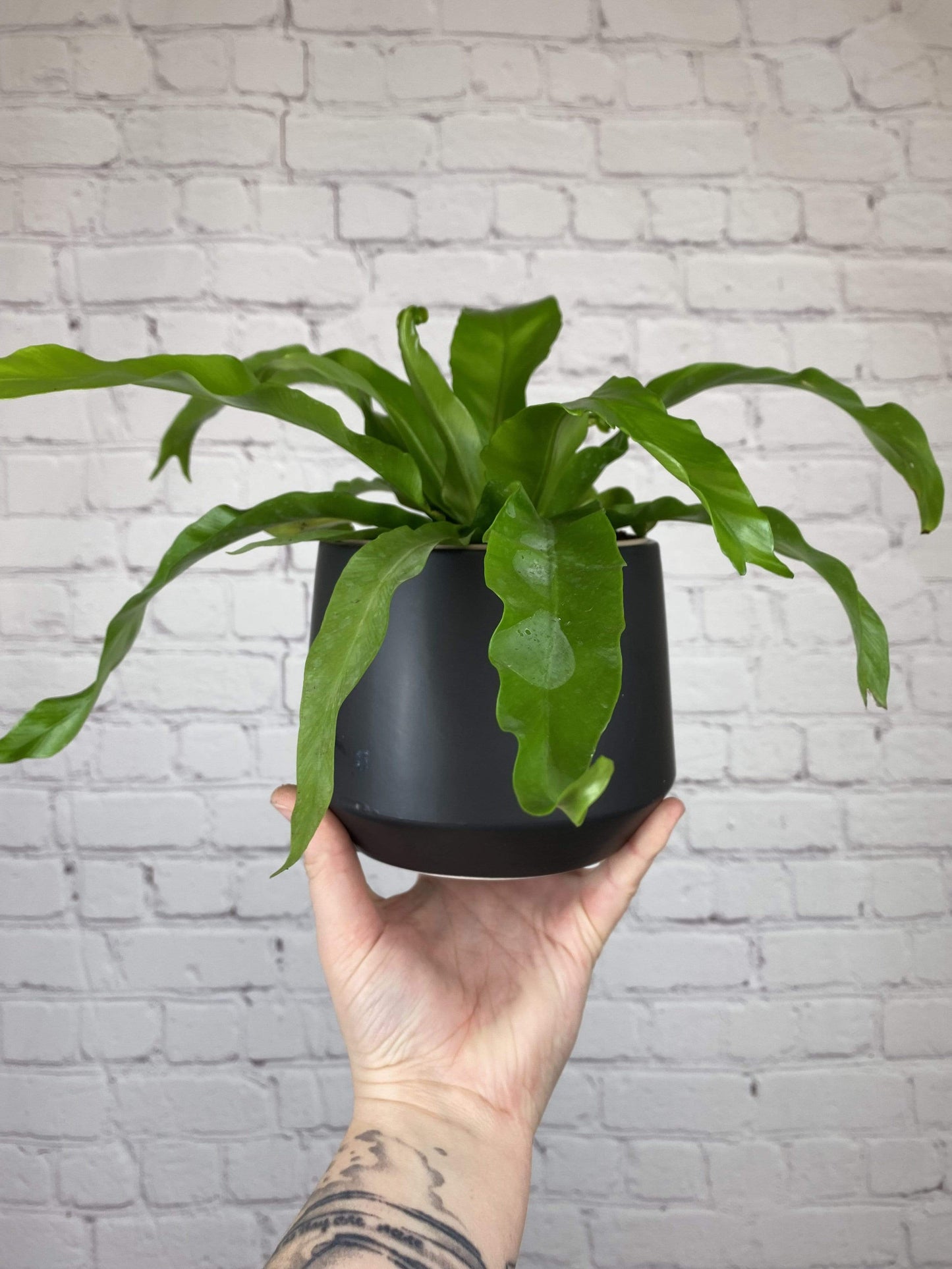 Plant Goals Plant Shop 5" Asplenium Nidus | Bird's Nest Fern