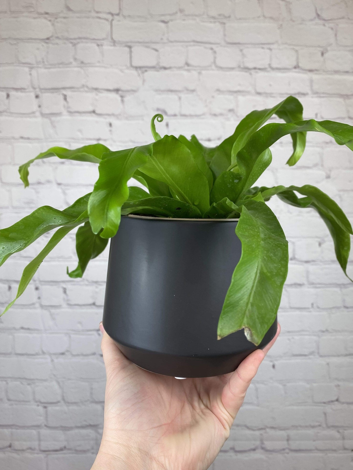 Plant Goals Plant Shop 5" Asplenium Nidus | Bird's Nest Fern