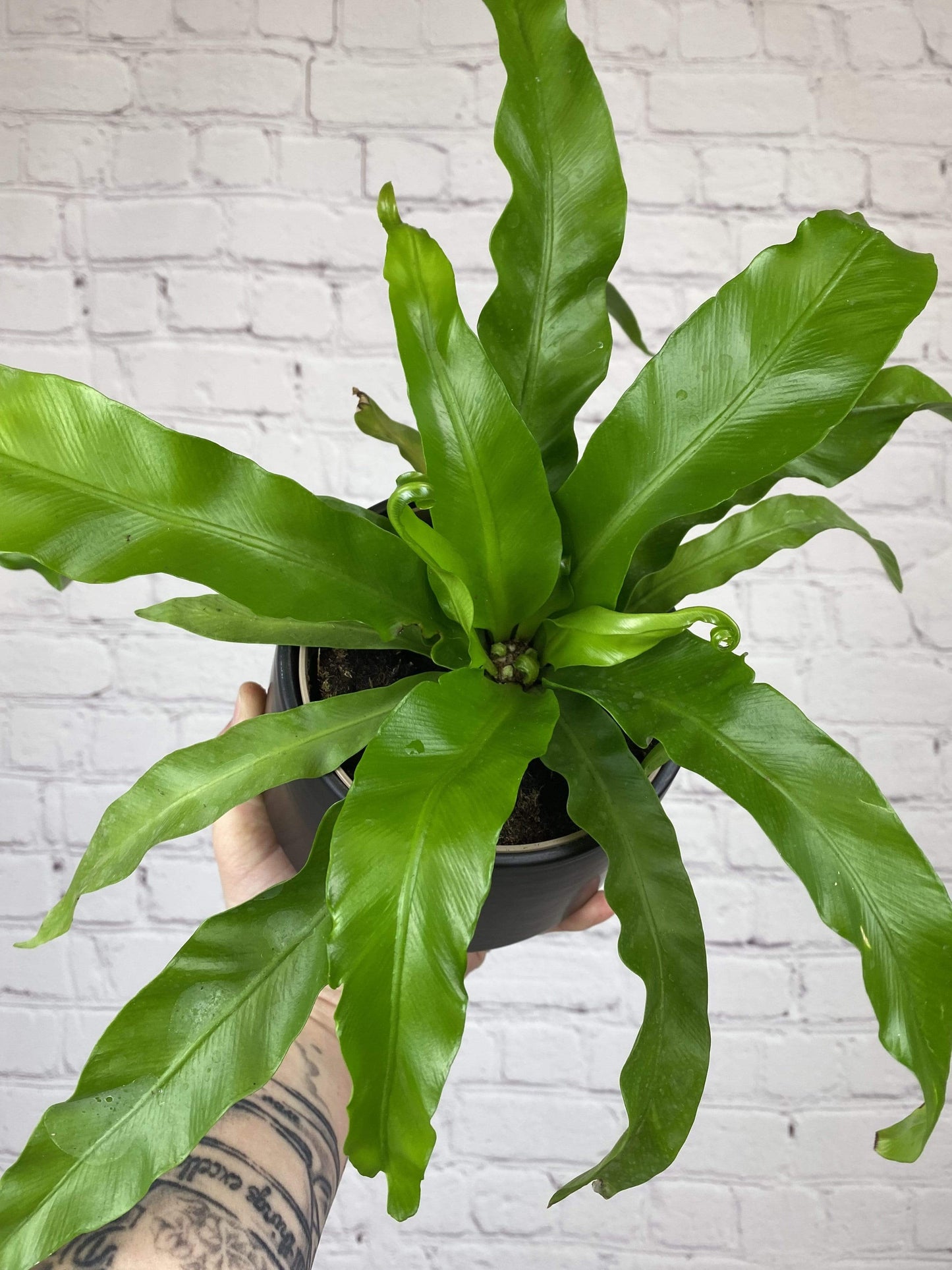 Plant Goals Plant Shop 5" Asplenium Nidus | Bird's Nest Fern