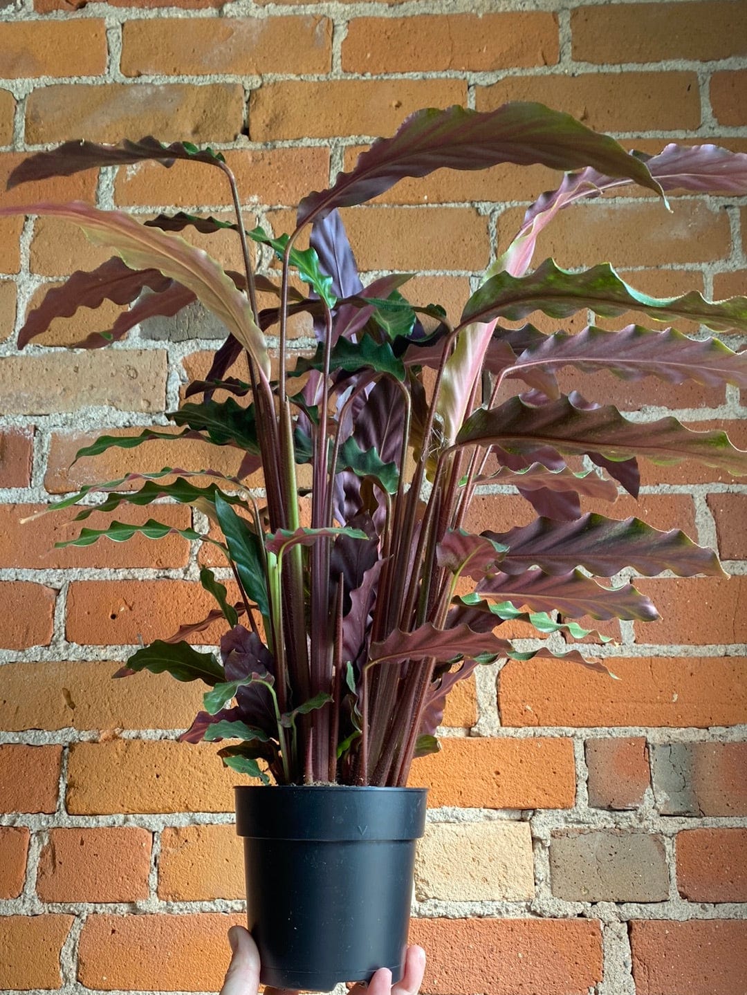 Plant Goals Plant Shop 5" Calathea Rufibarba