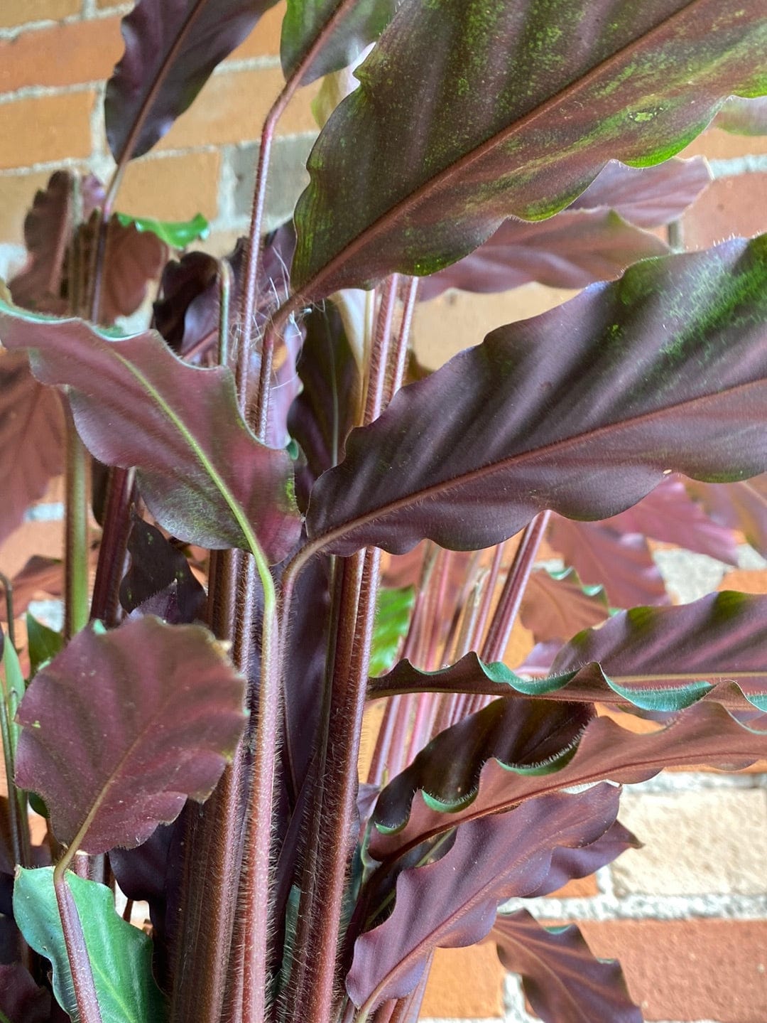 Plant Goals Plant Shop 5" Calathea Rufibarba