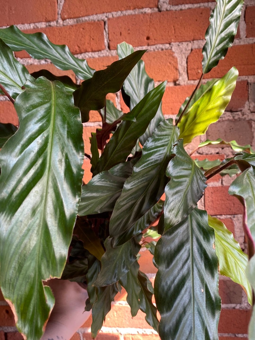 Plant Goals Plant Shop 5" Calathea Rufibarba
