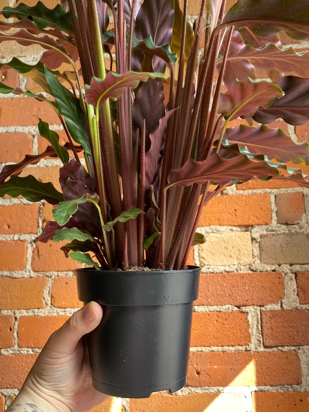 Plant Goals Plant Shop 5" Calathea Rufibarba