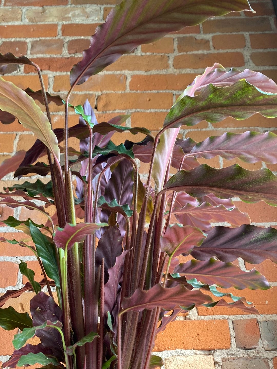 Plant Goals Plant Shop 5" Calathea Rufibarba