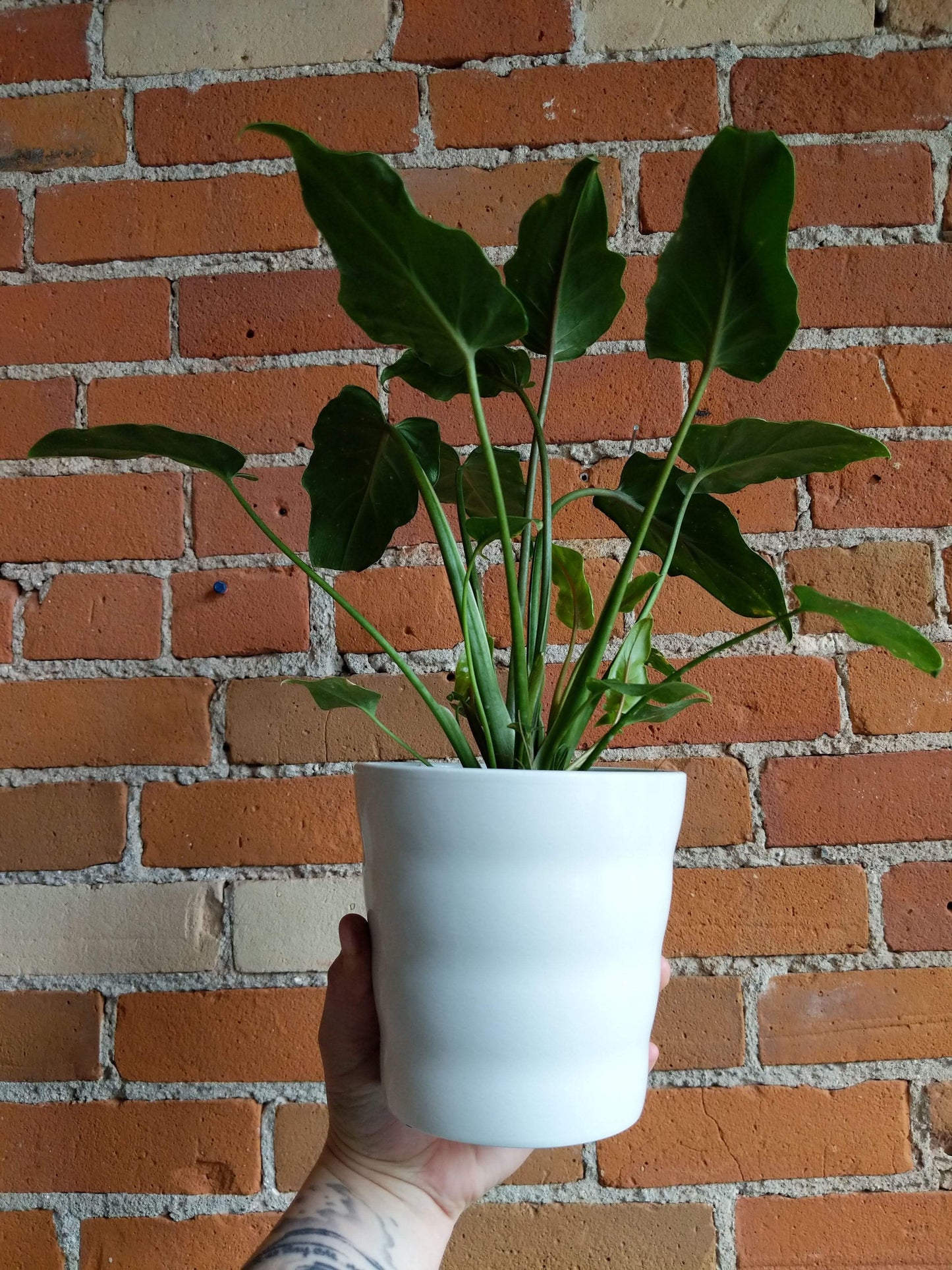 Plant Goals Plant Shop 5" Dawn Potcover | White