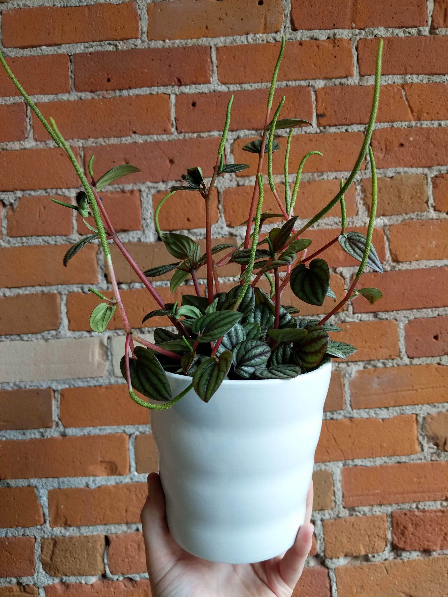 Plant Goals Plant Shop 5" Dawn Potcover | White