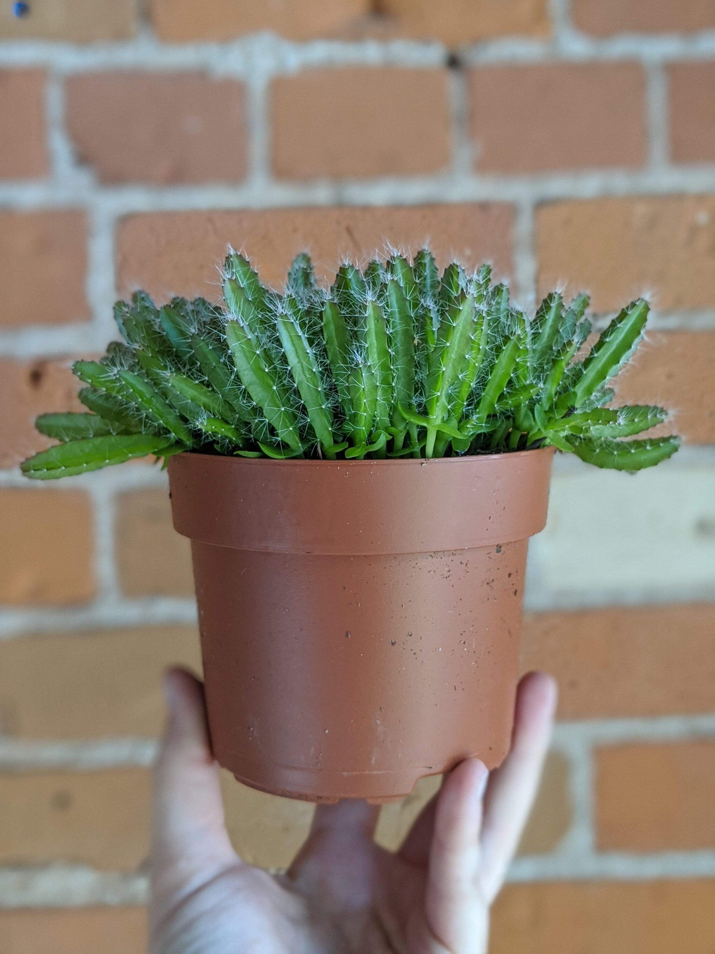 Plant Goals Plant Shop 5" Dragon Fruit