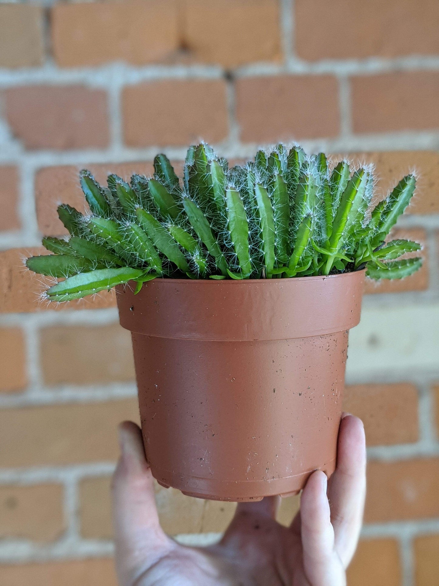 Plant Goals Plant Shop 5" Dragon Fruit