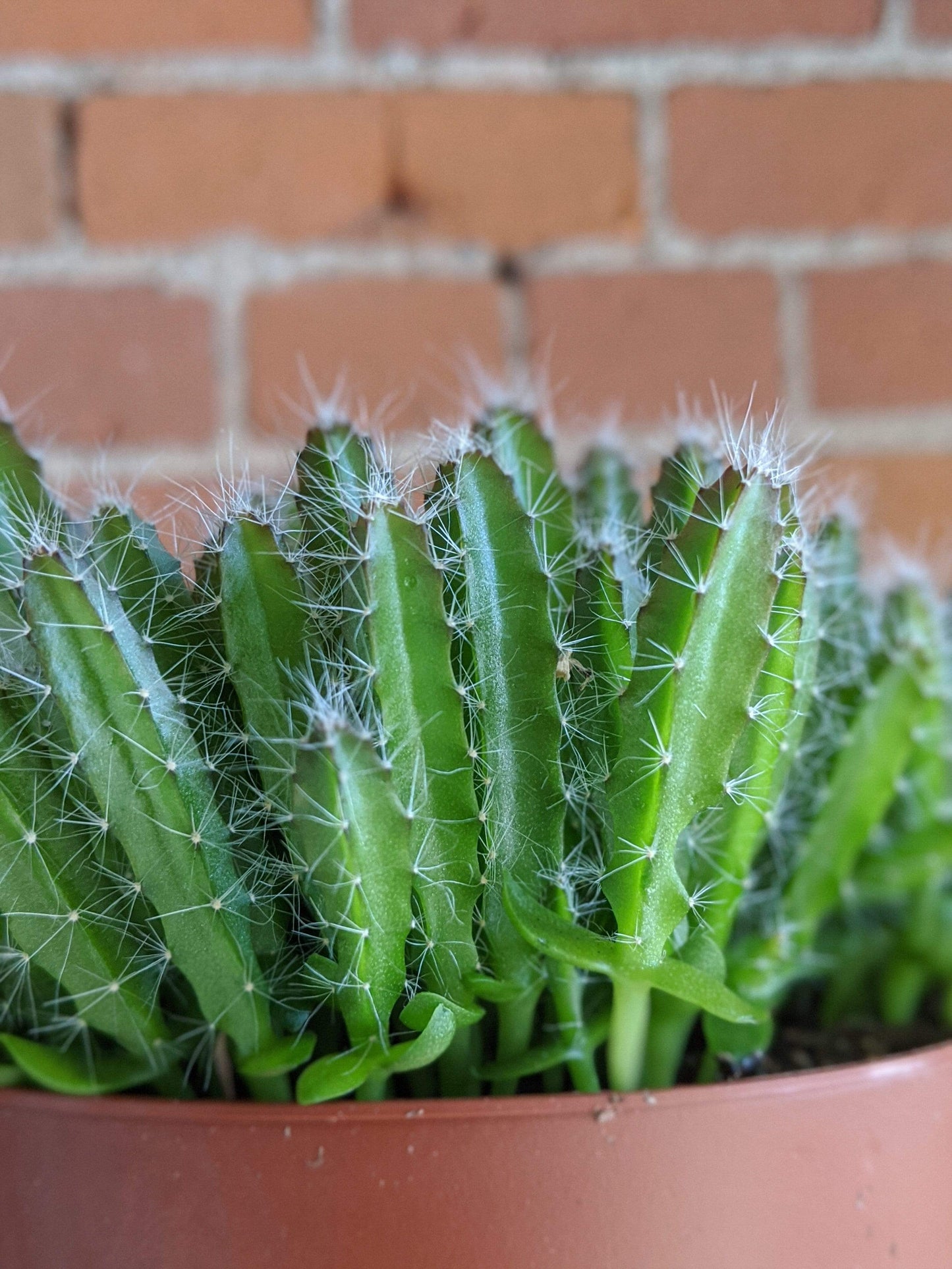 Plant Goals Plant Shop 5" Dragon Fruit