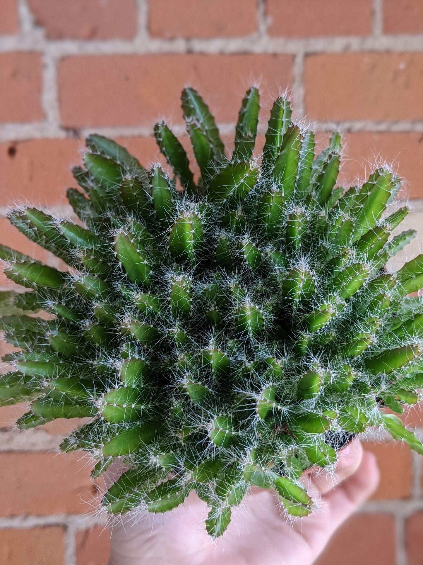 Plant Goals Plant Shop 5" Dragon Fruit