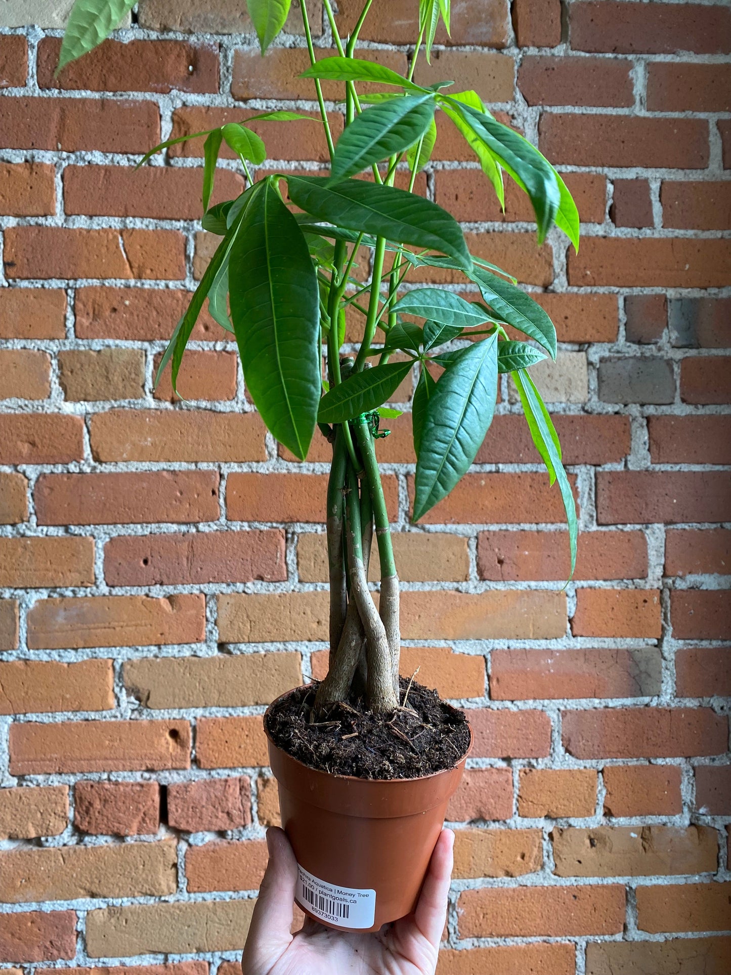 Plant Goals Plant Shop 5" Pachira Aquatica | Money Tree