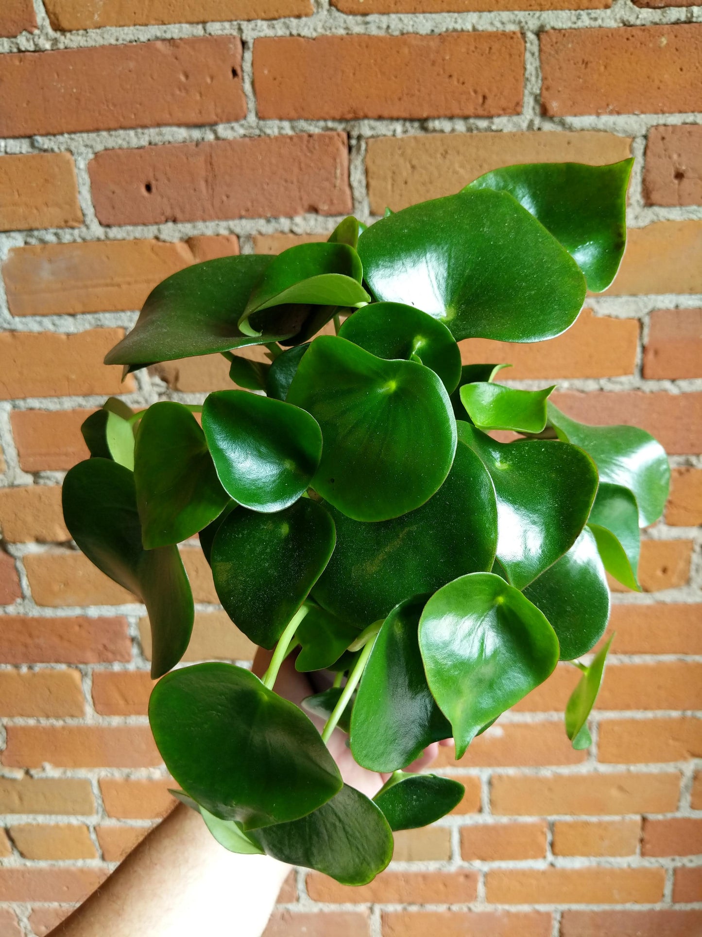 Plant Goals Plant Shop 5" Peperomia Polybotrya | Raindrop