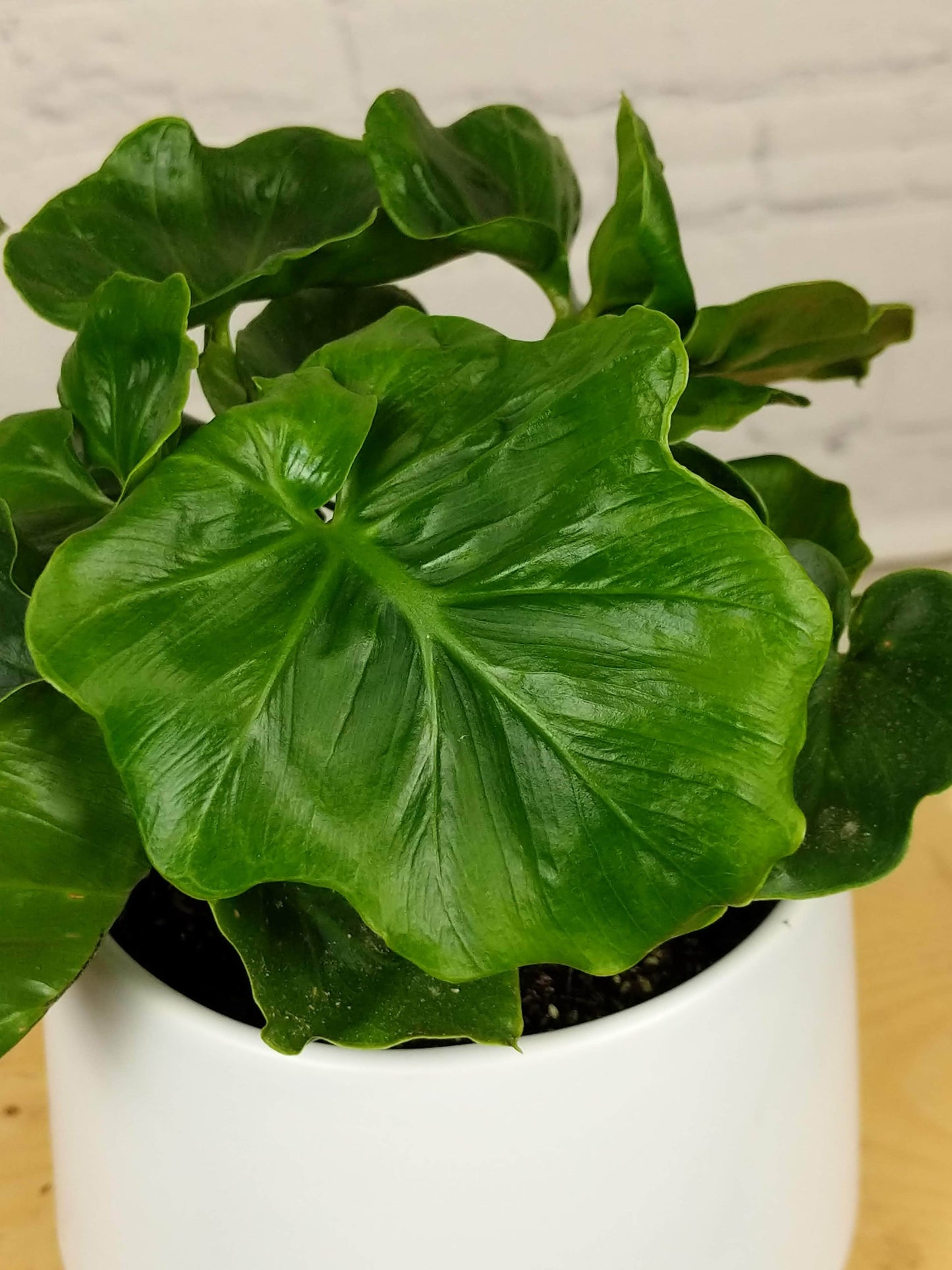 Plant Goals Plant Shop 5" Philodendron Atom