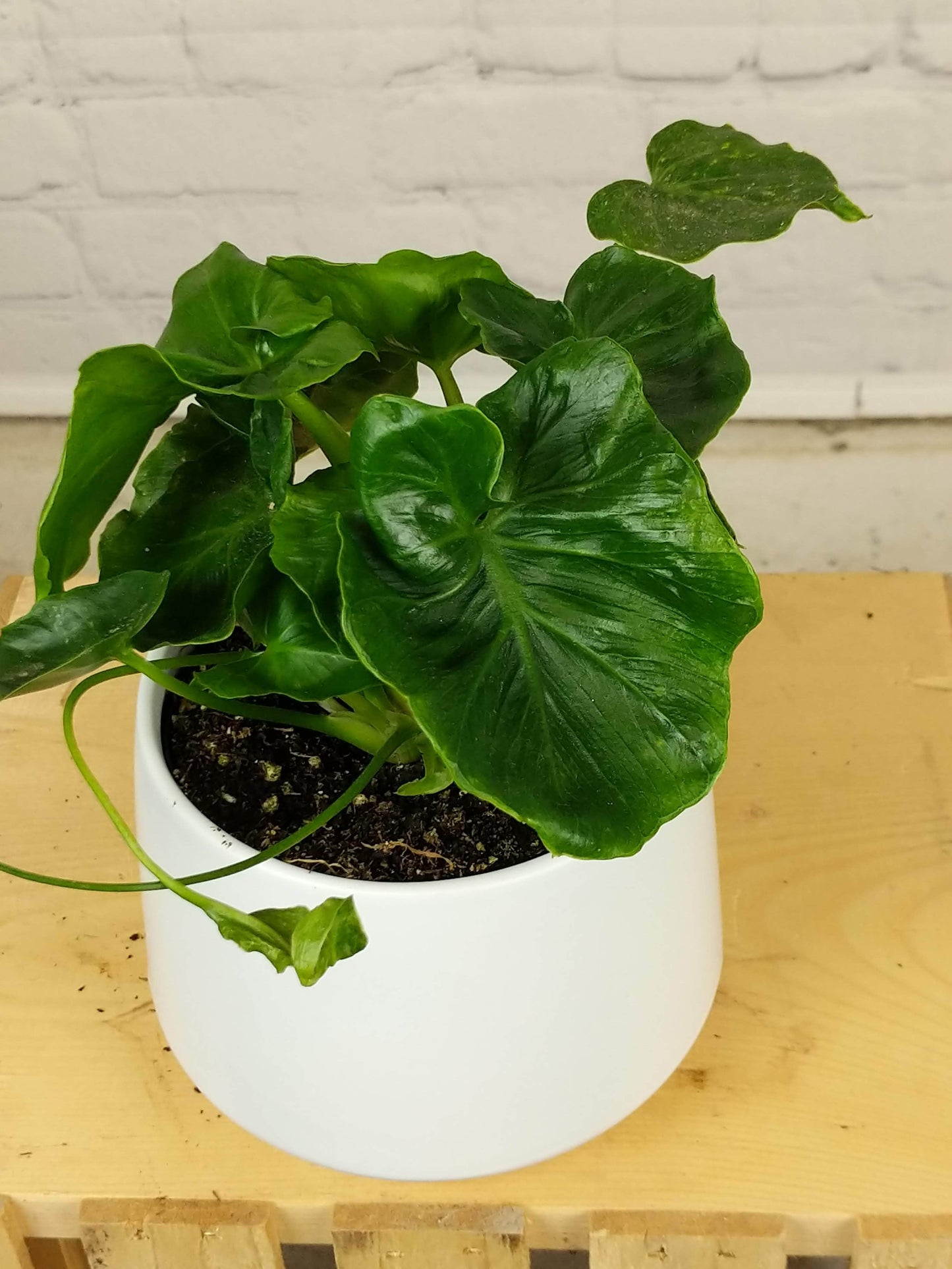 Plant Goals Plant Shop 5" Philodendron Atom