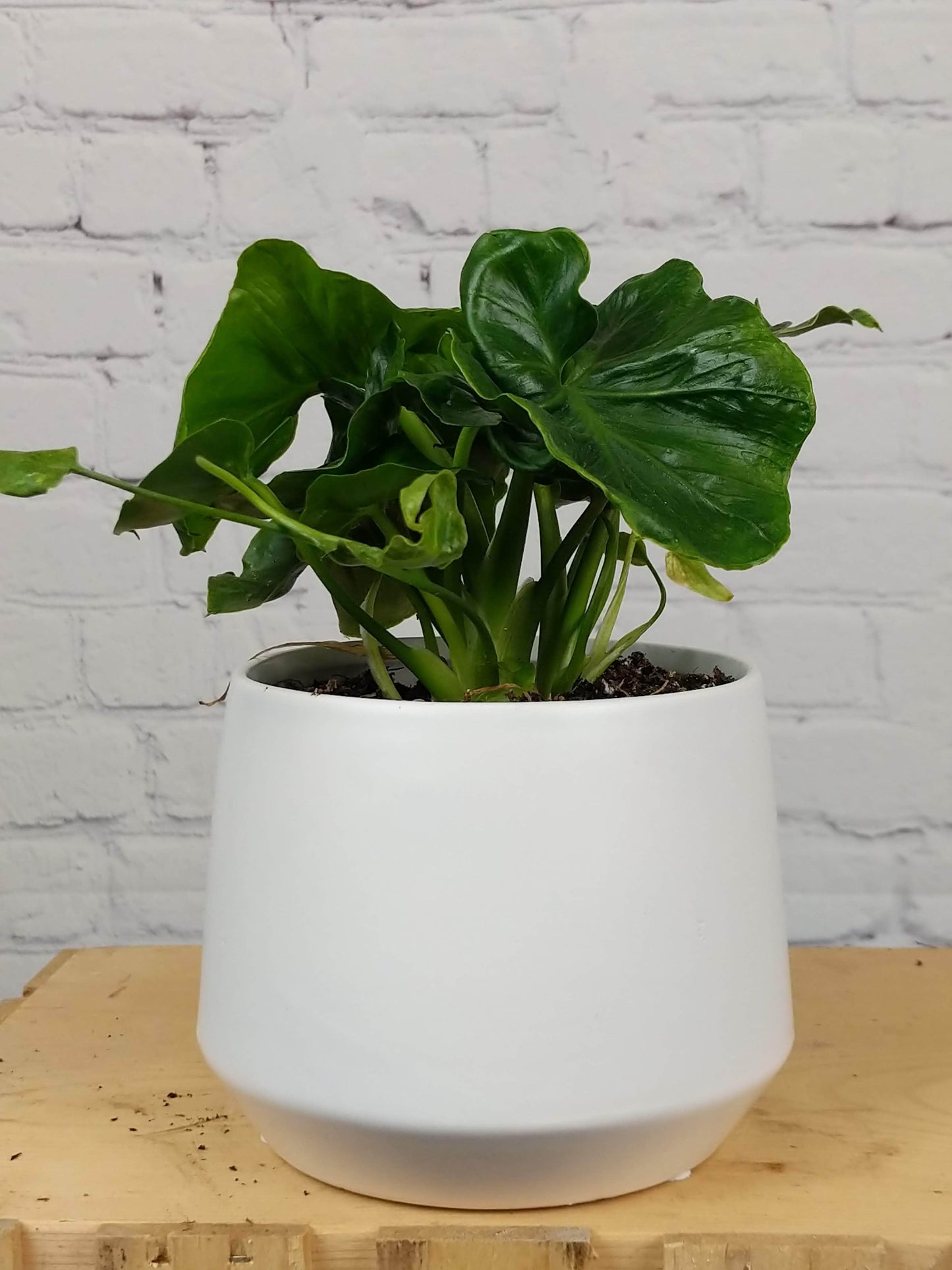 Plant Goals Plant Shop 5" Philodendron Atom