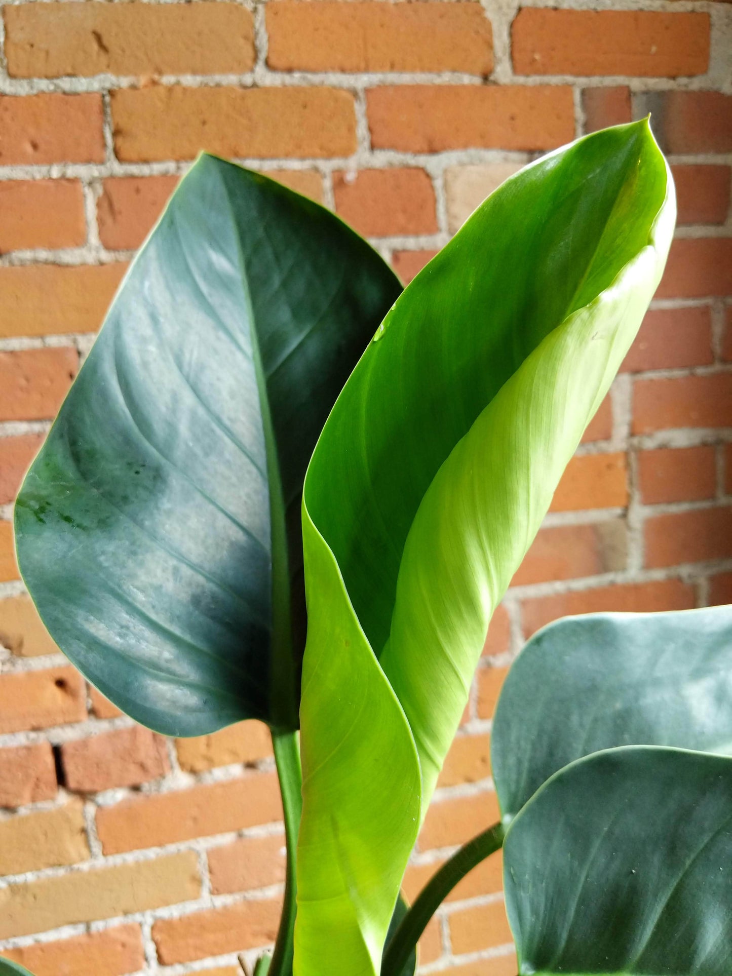 Plant Goals Plant Shop 5" Philodendron Green Diamond