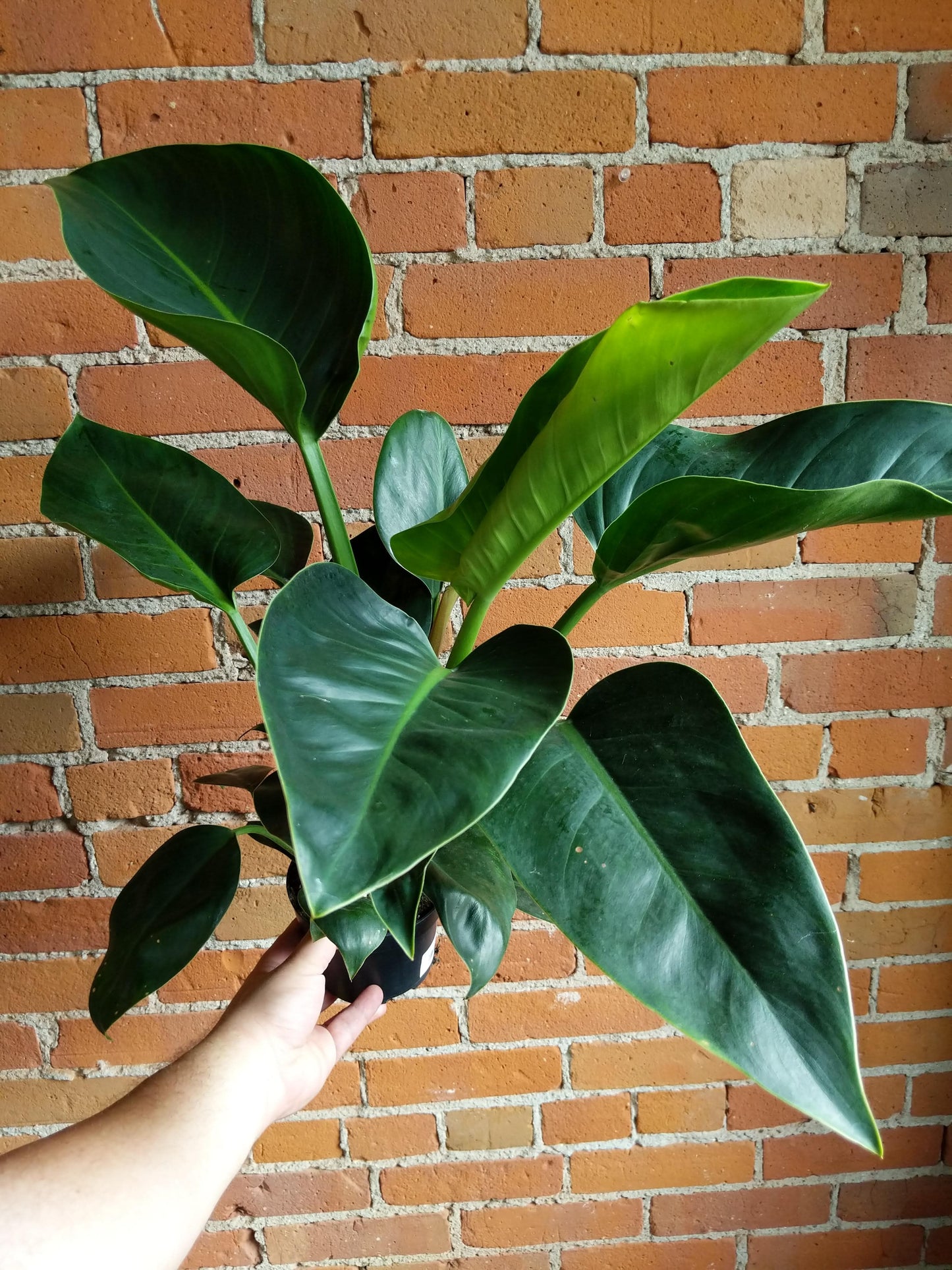 Plant Goals Plant Shop 5" Philodendron Green Diamond