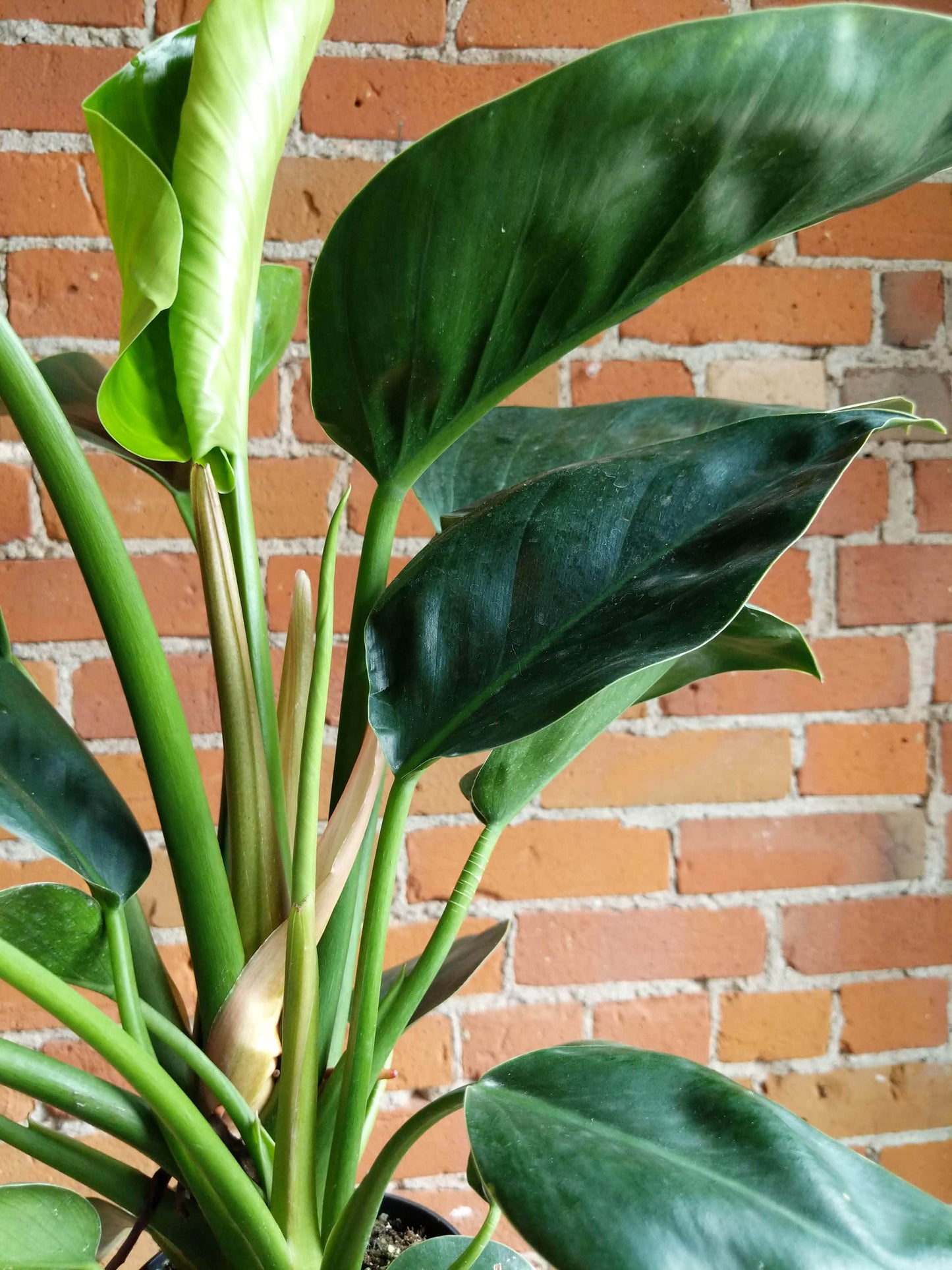 Plant Goals Plant Shop 5" Philodendron Green Diamond