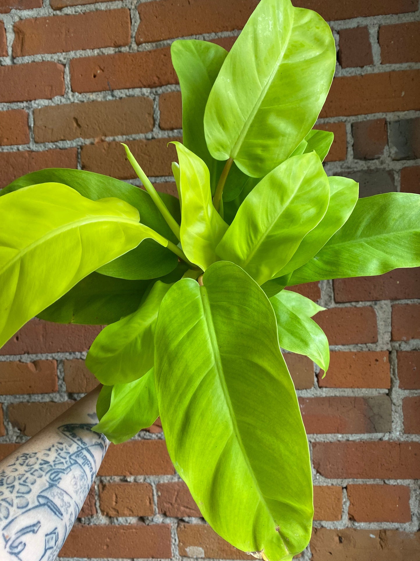 Plant Goals Plant Shop 5" Philodendron Lemon Lime