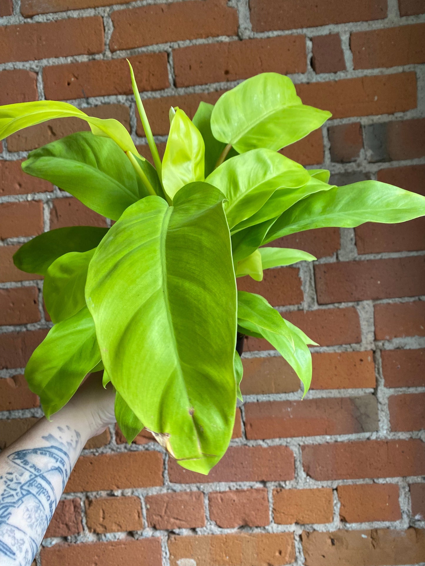 Plant Goals Plant Shop 5" Philodendron Lemon Lime